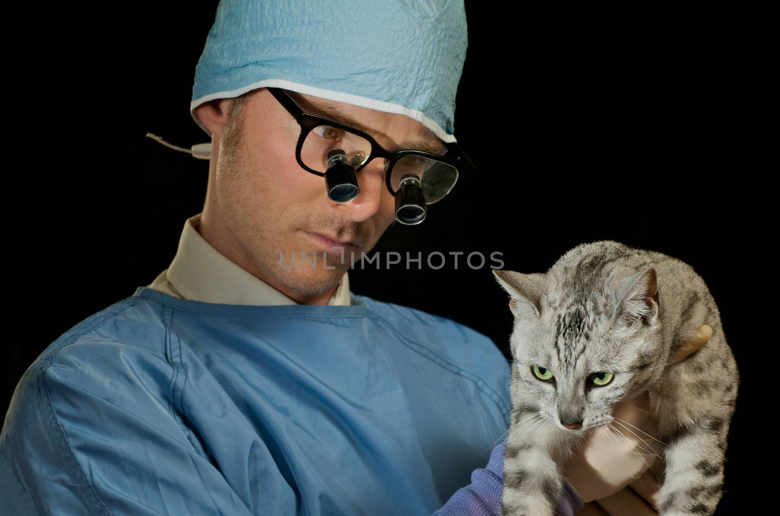 Vet examines egyptian mau cat, isolated on black.