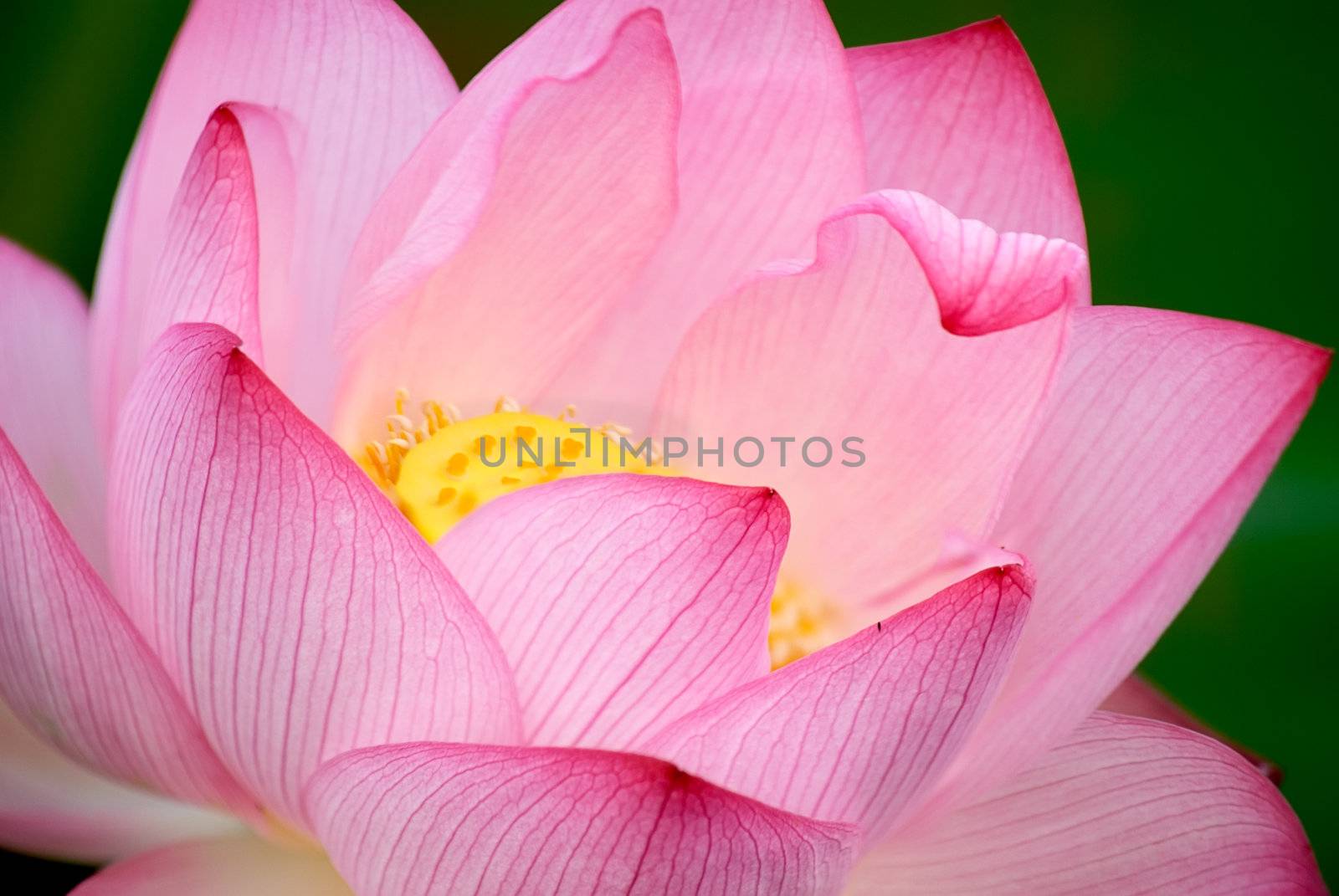 beautiful lotus by elwynn