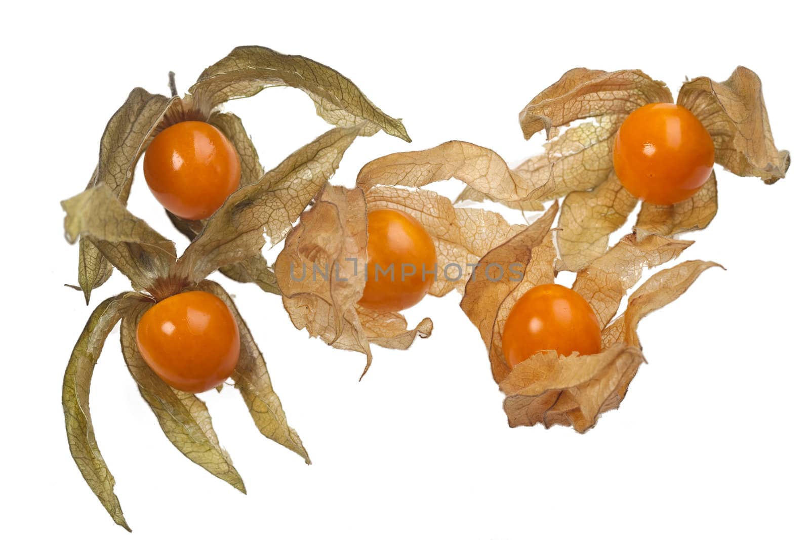 physalis fruit closeup isolated on white