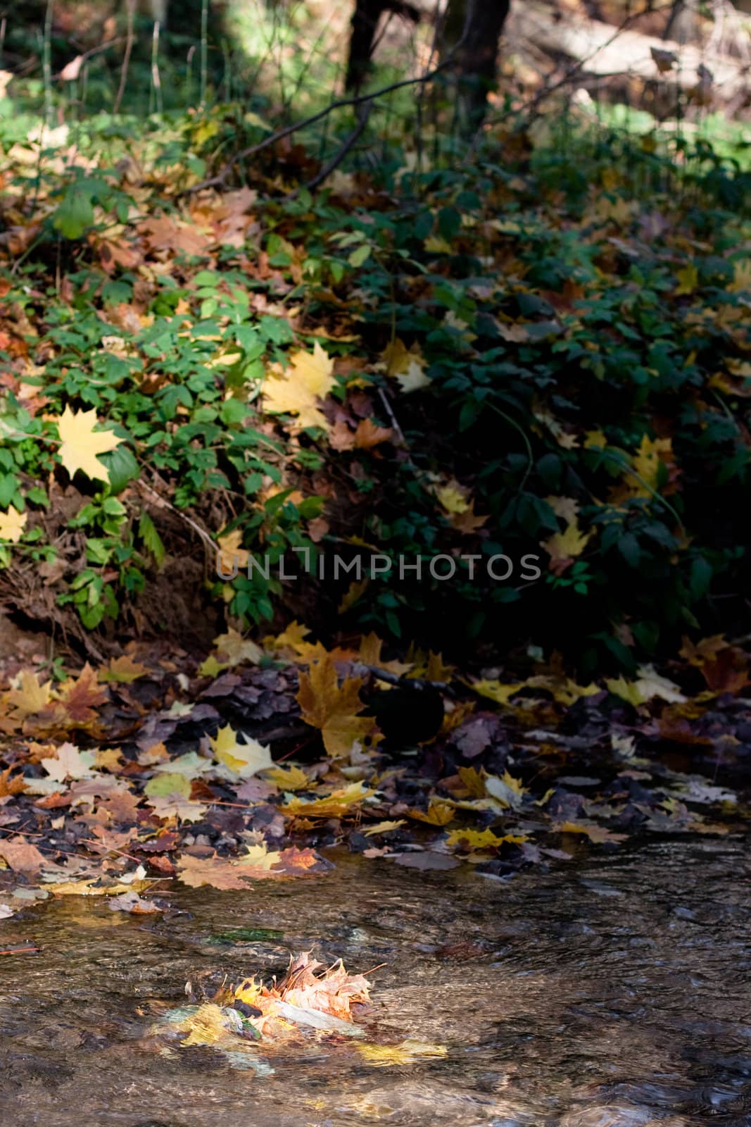 Yellow maple leaves in a forest stream
