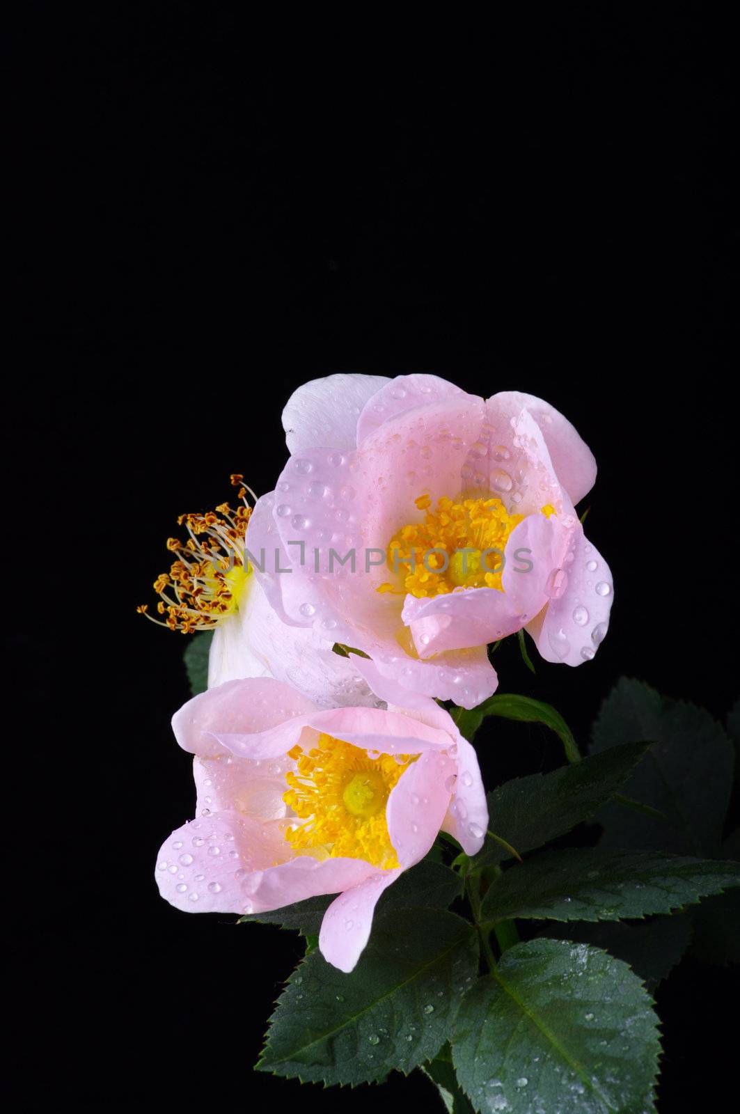 pink flowers of a dog-rose with water dorps on black background 