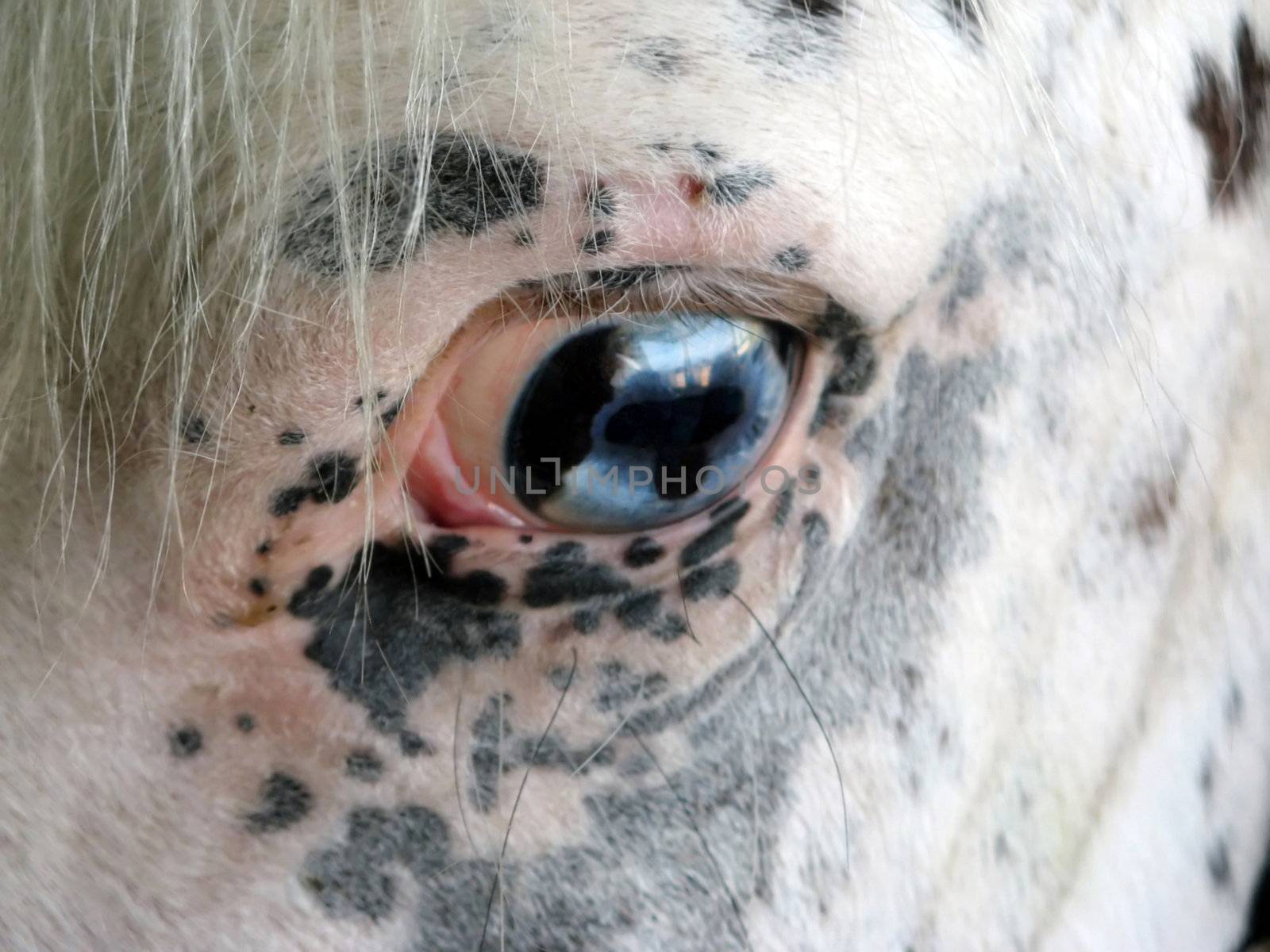 Horse Eye by Ragnar