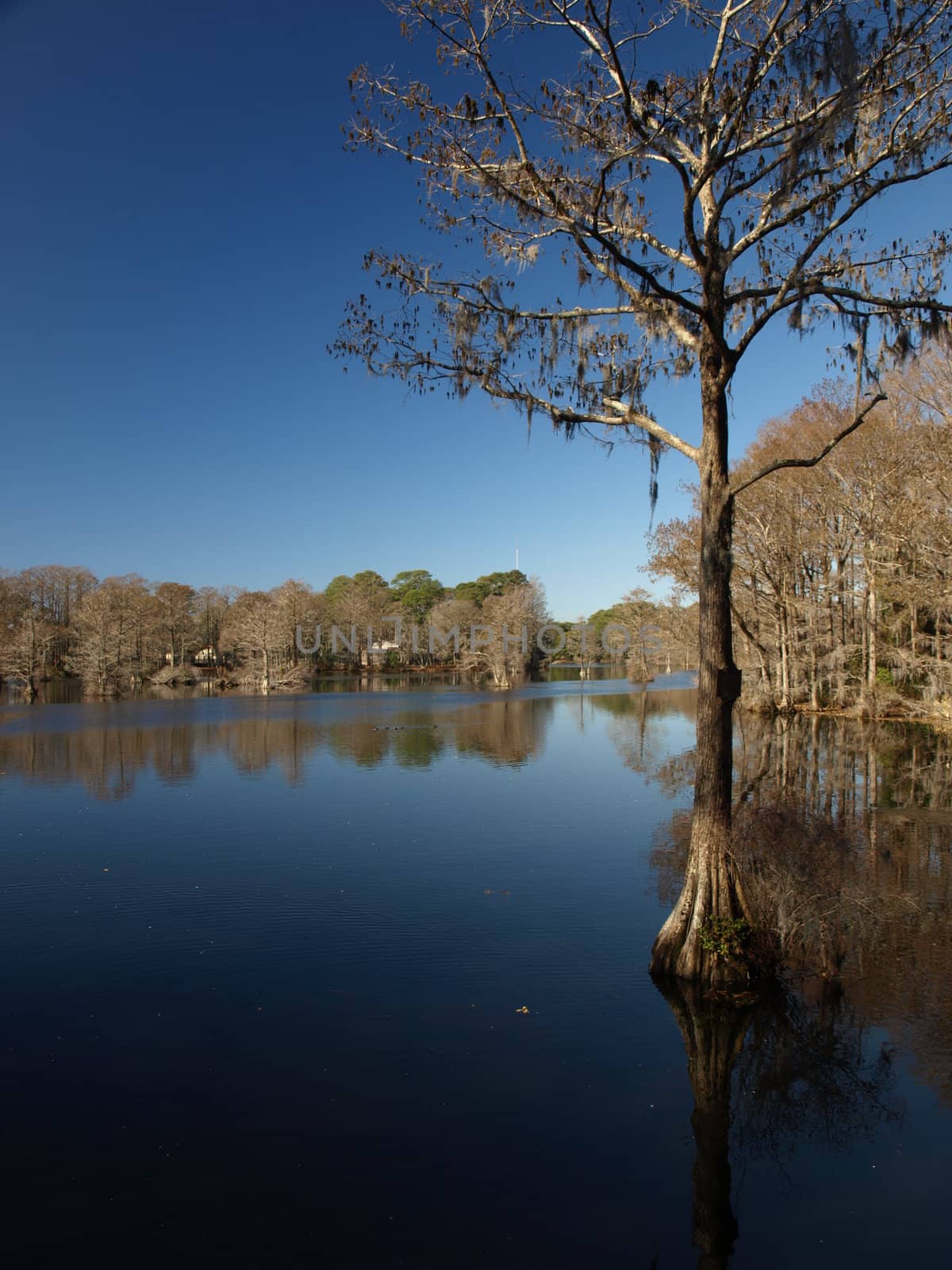 Trees along the shore of a swampy lake during the winter