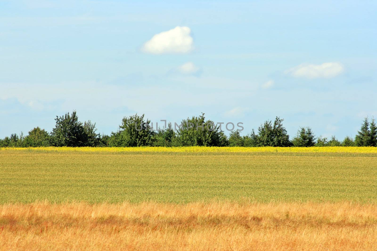 Field by Ragnar
