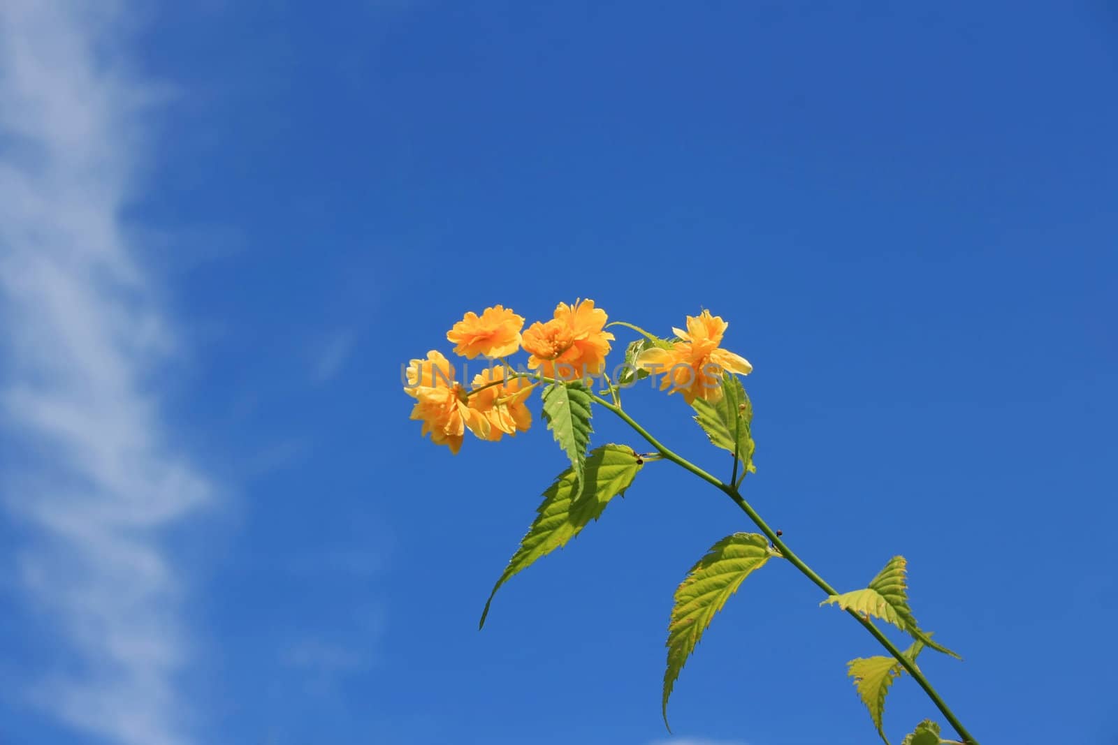 This image shows a yellow flower with sky