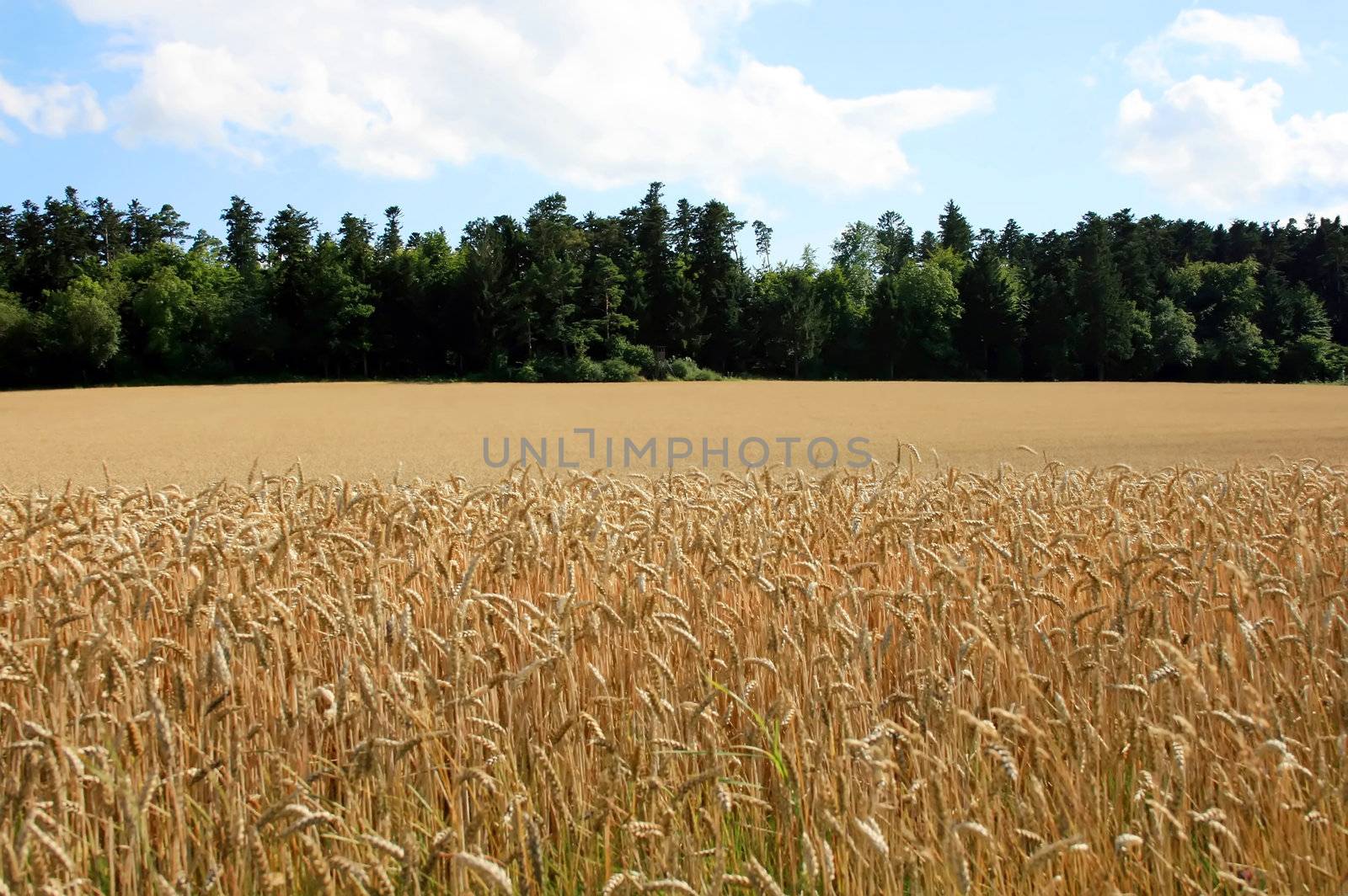 This image shows a cornfield with forest in background