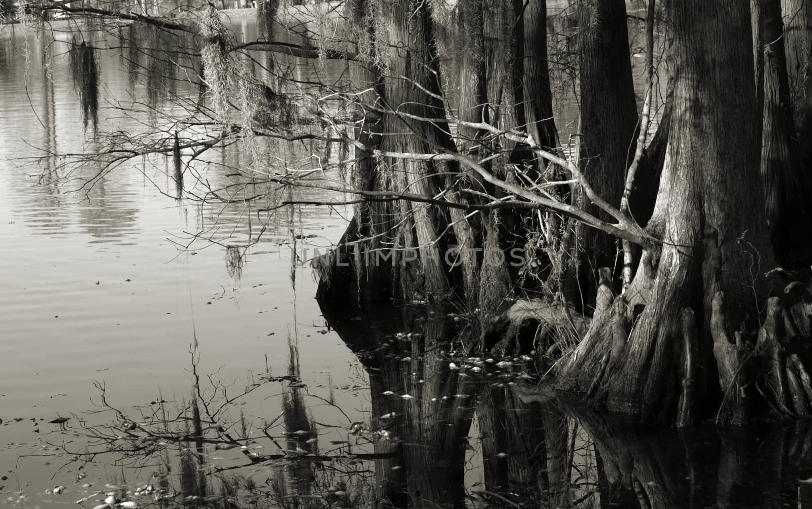 Swamp reflections by northwoodsphoto