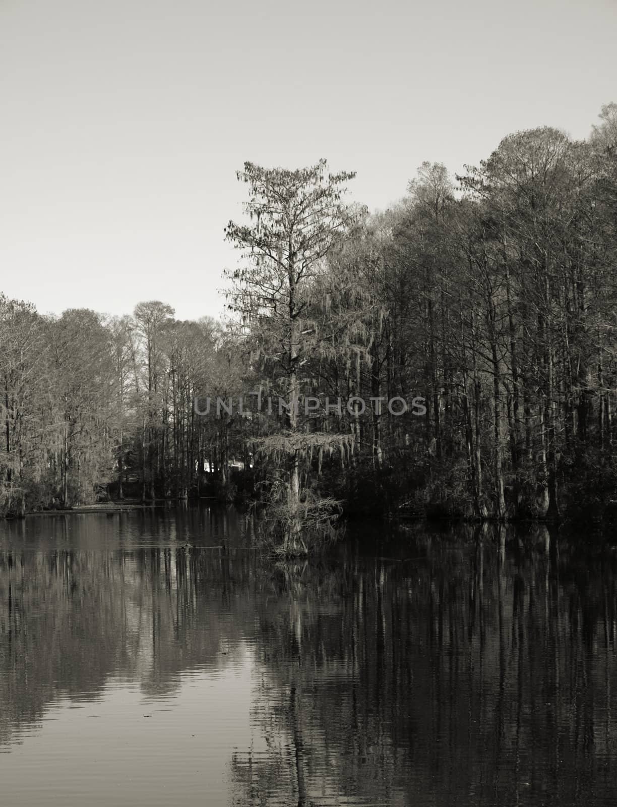 Trees along the shore of a swampy lake during the winter. Shown in black and white