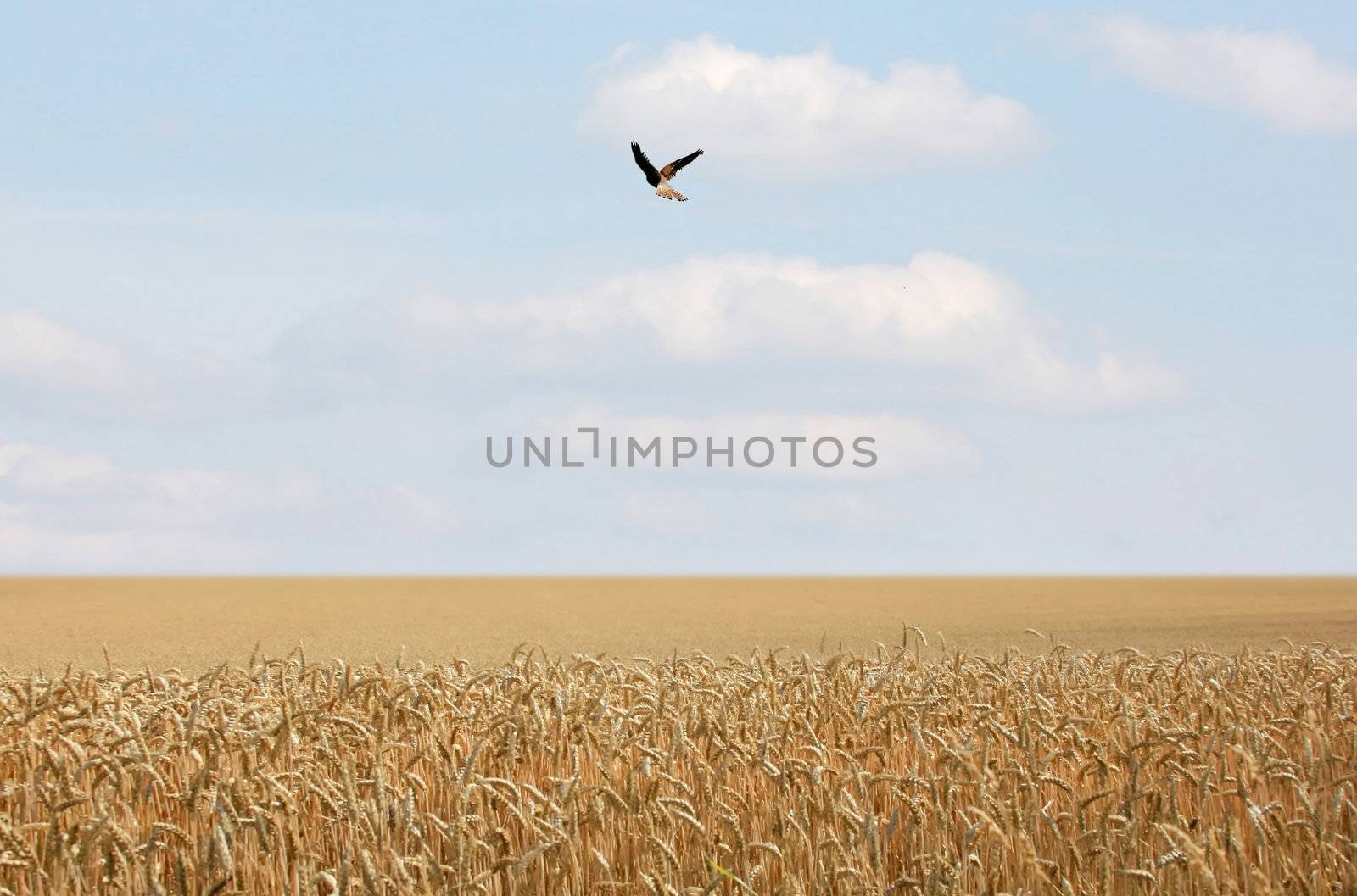 This image shows a cornfield with a flying bird