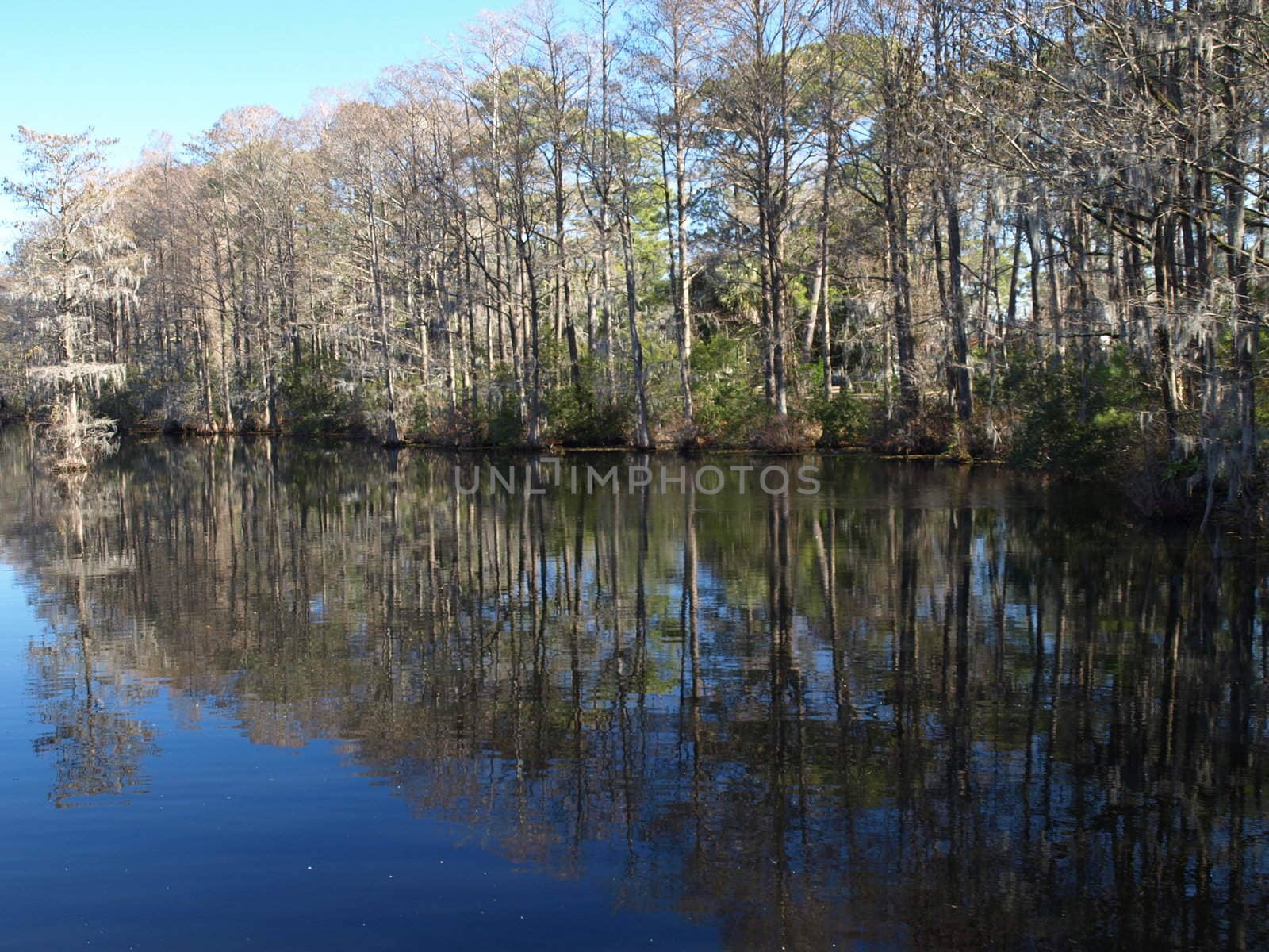 Trees along the shore of a swampy lake during the winter