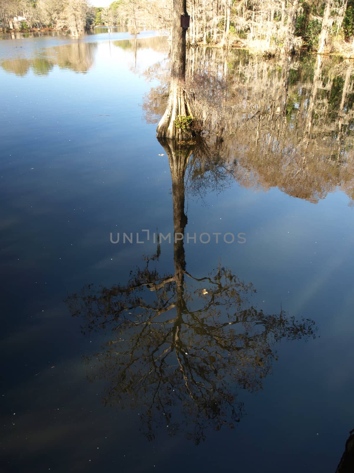 Trees along the shore of a swampy lake. One reflecting off the water