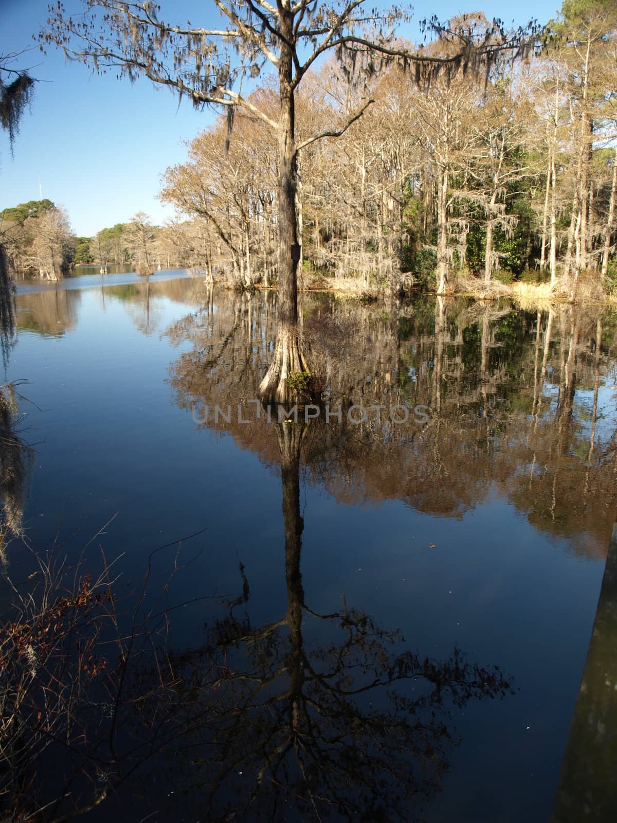 Trees along the shore of a swampy lake during the winter