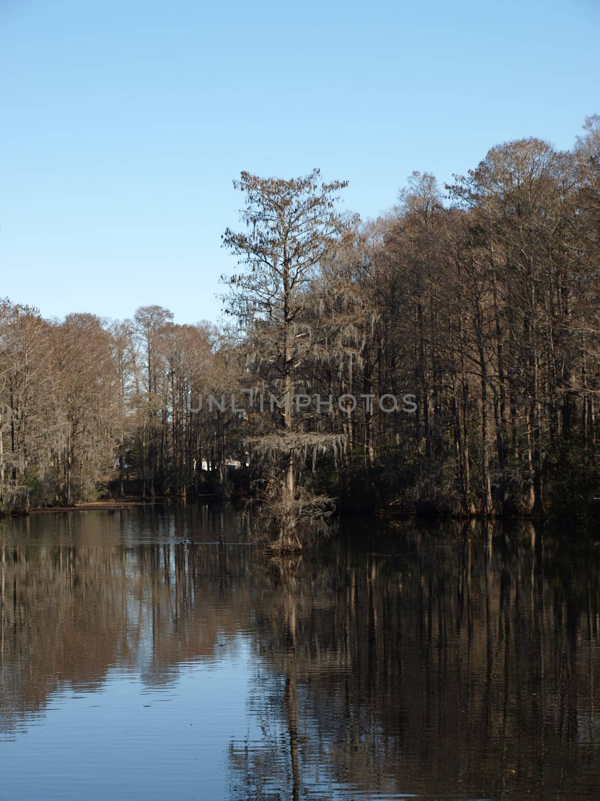 Trees along the shore of a swampy lake during the winter