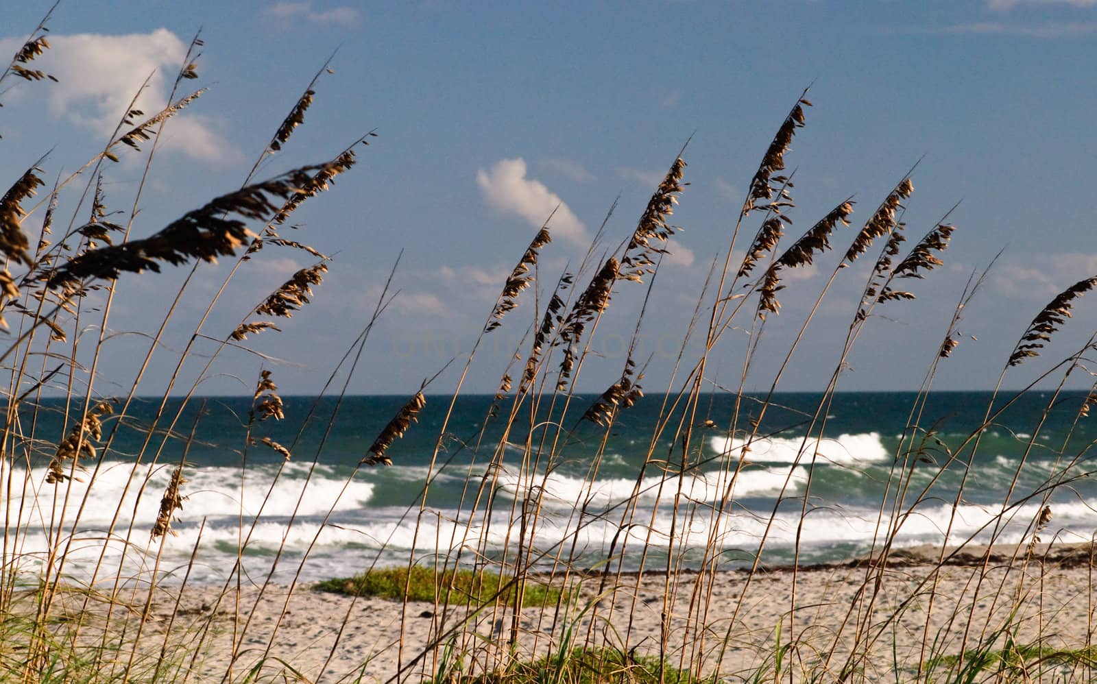 Pictures of grass on beach in florida