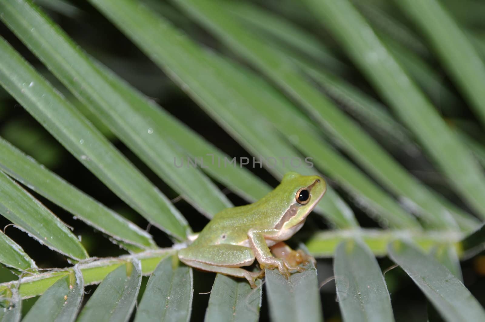 gorgeous tree frog on palm tree leaves in Kos, Greece