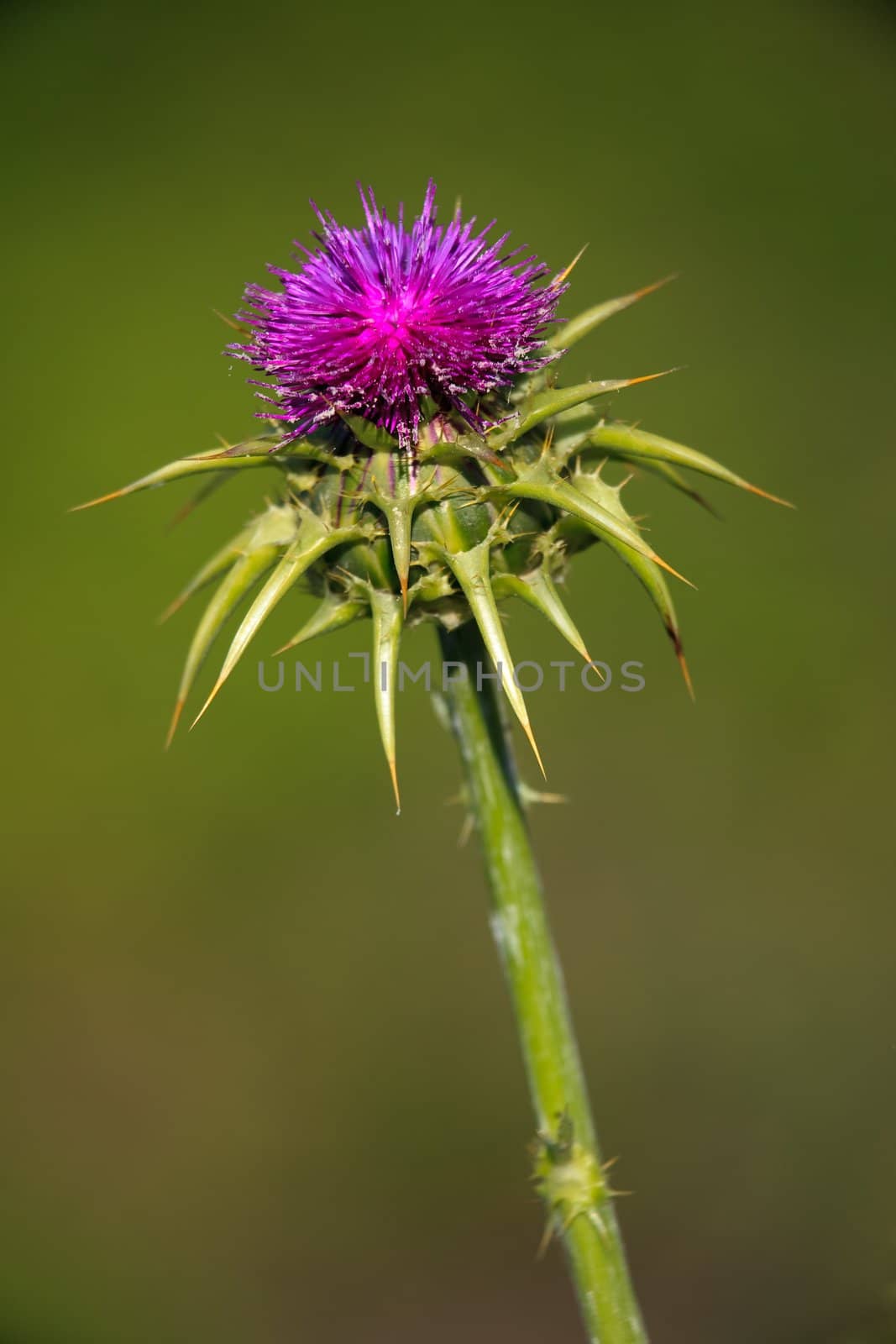 Composition of a thistle on green background