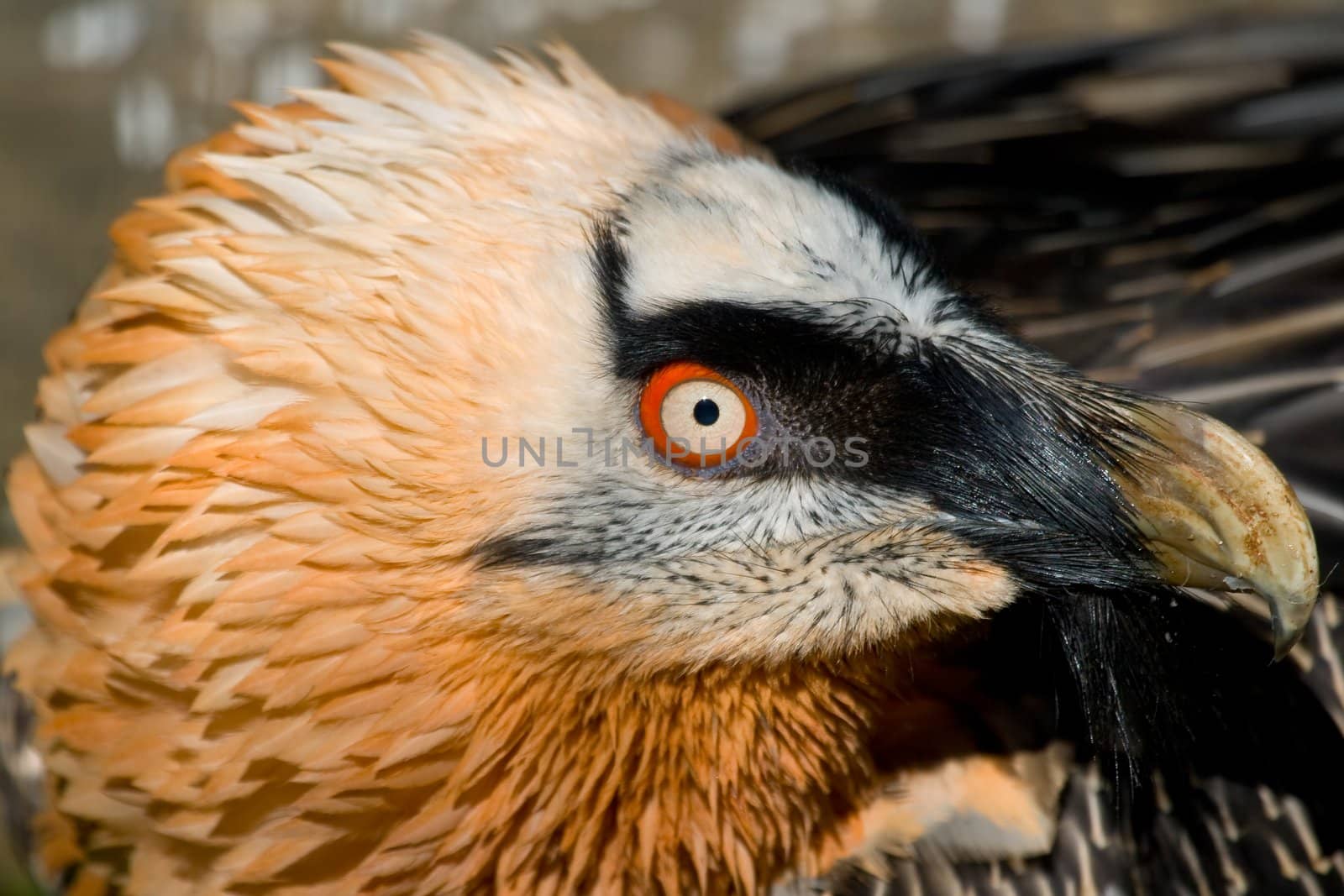 Lammergeier 's specimen (Gypaetus barbatus) posing placidly 