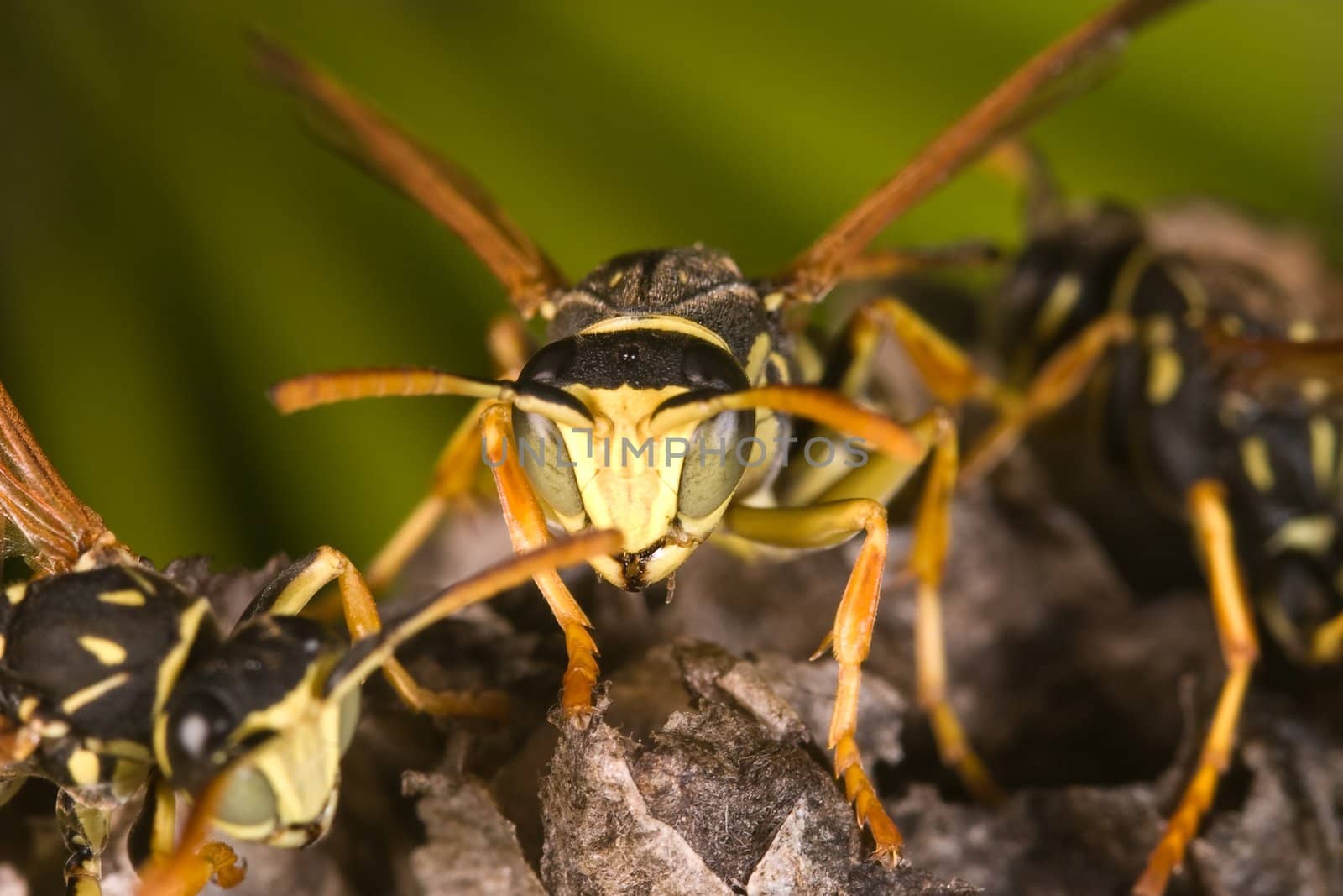 Wasps Polistes bischoffi ( Weyrauch, 1937 ) of threatening aspect