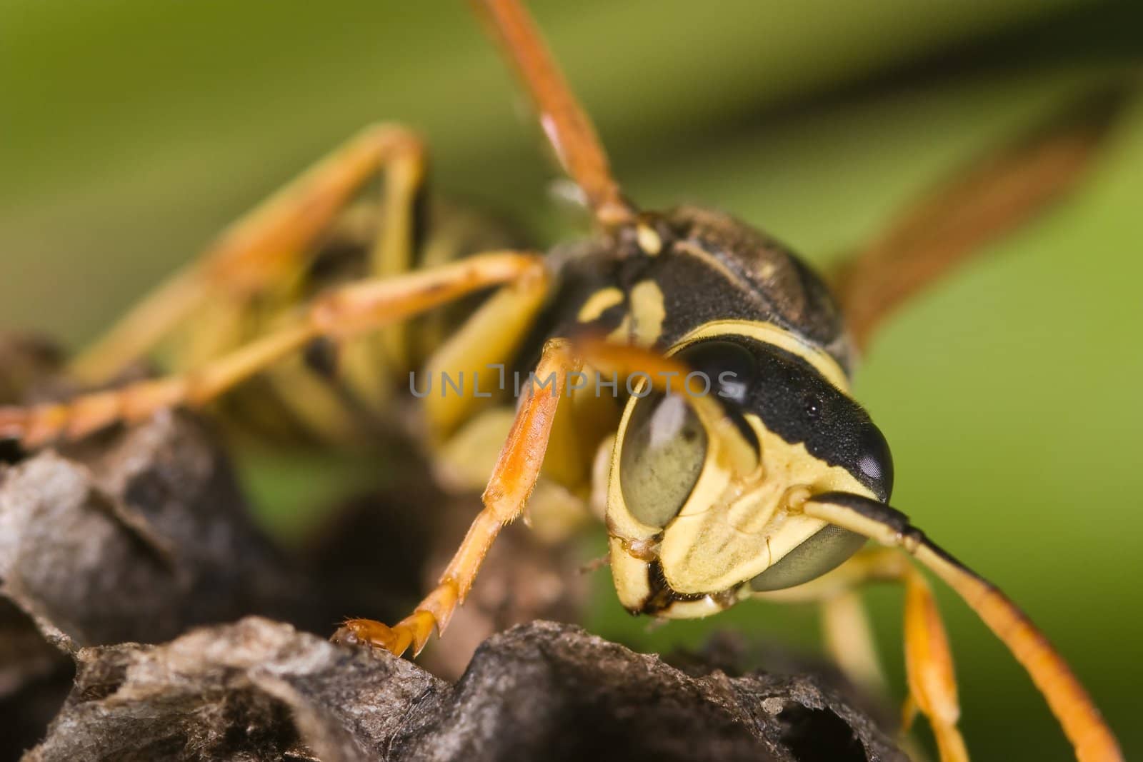 A wasp Polistes bischoffi ( Weyrauch, 1937 ) of threatening aspect 