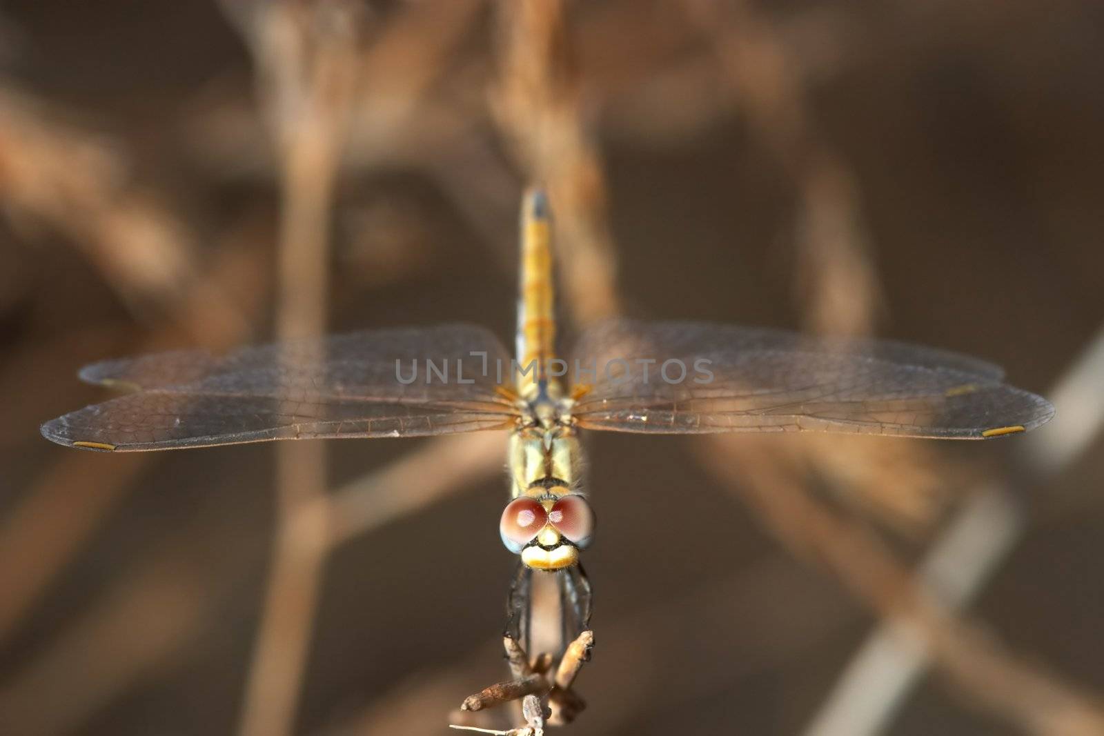 Image of a dragonfly ( sympetrum sp ) accomplished like photo of approximation.
