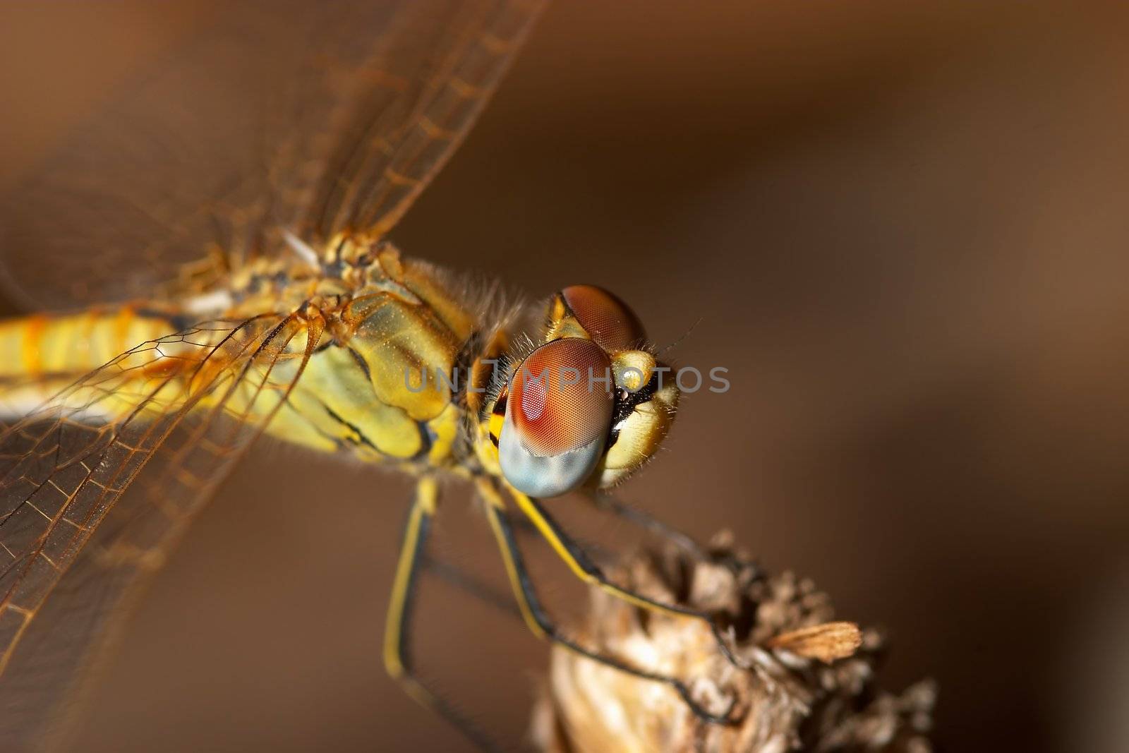 Image of a dragonfly ( sympetrum sp ) accomplished like photo of approximation.