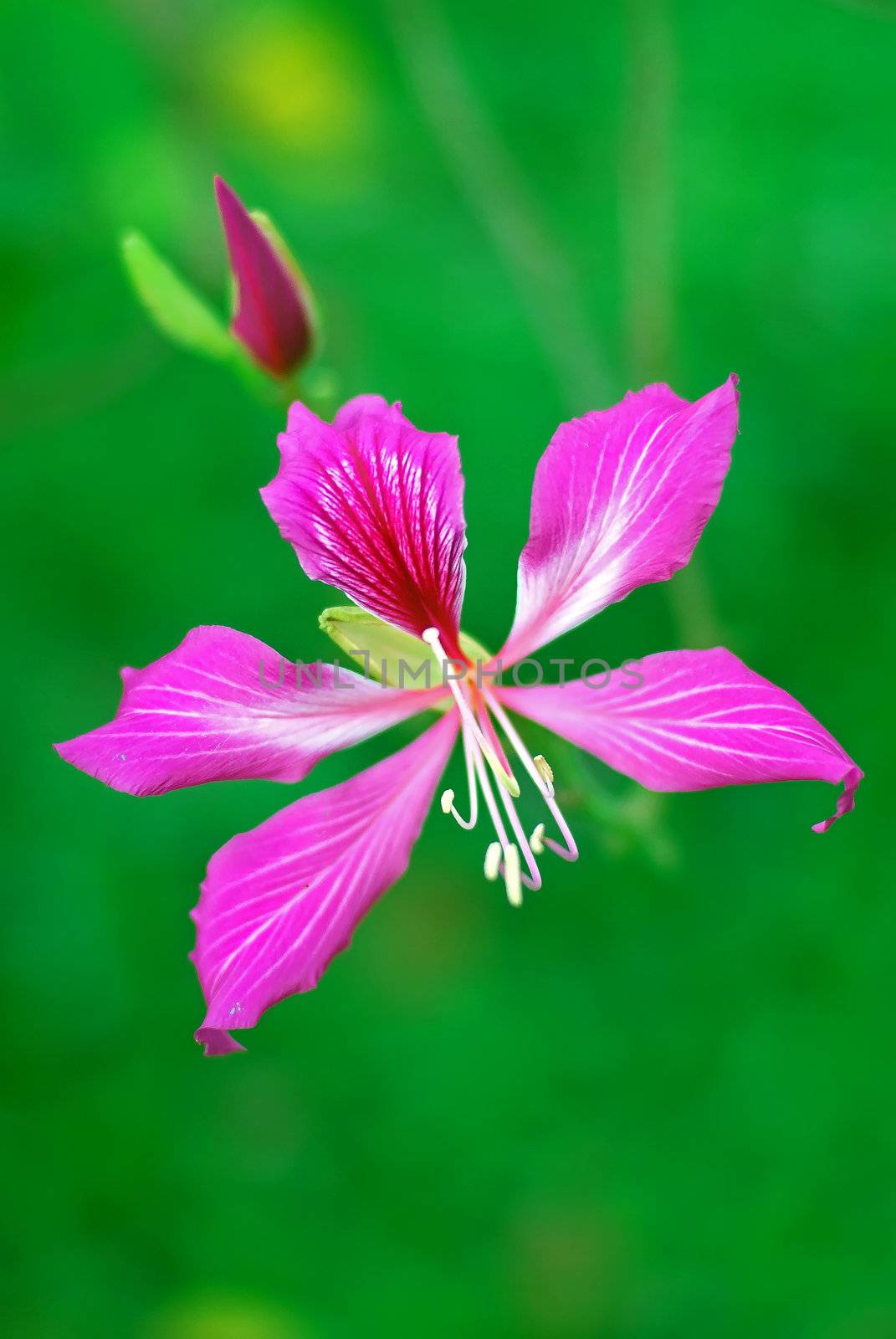 Close-up of a beautiful pink BAUHINIA BLAKEANA flower