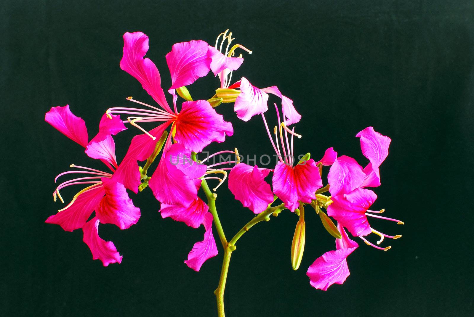 Beautiful pink BAUHINIA BLAKEANA flower isolated on black background