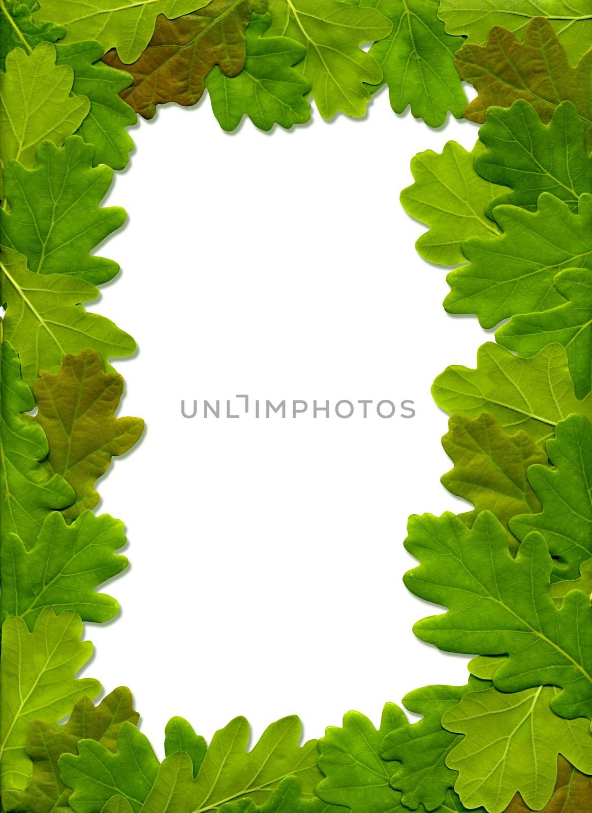 The frame of the maple leaf