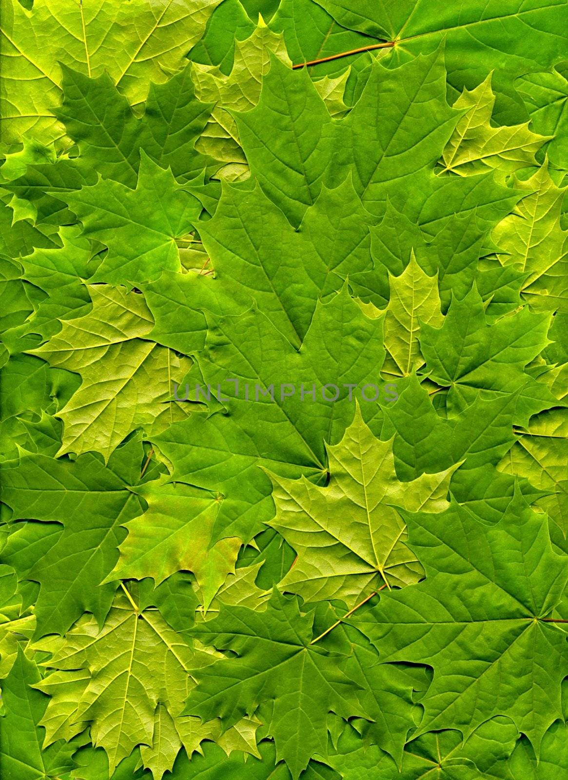 Maple leaves