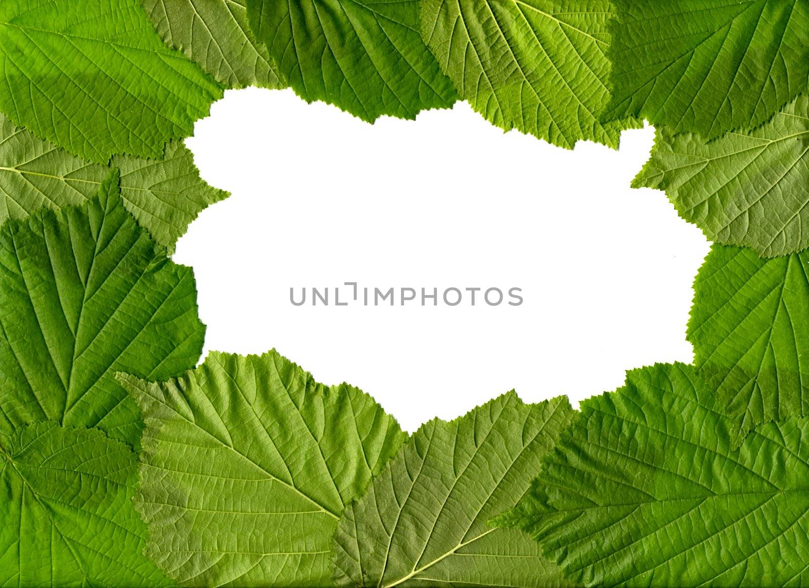 The frame of leaves