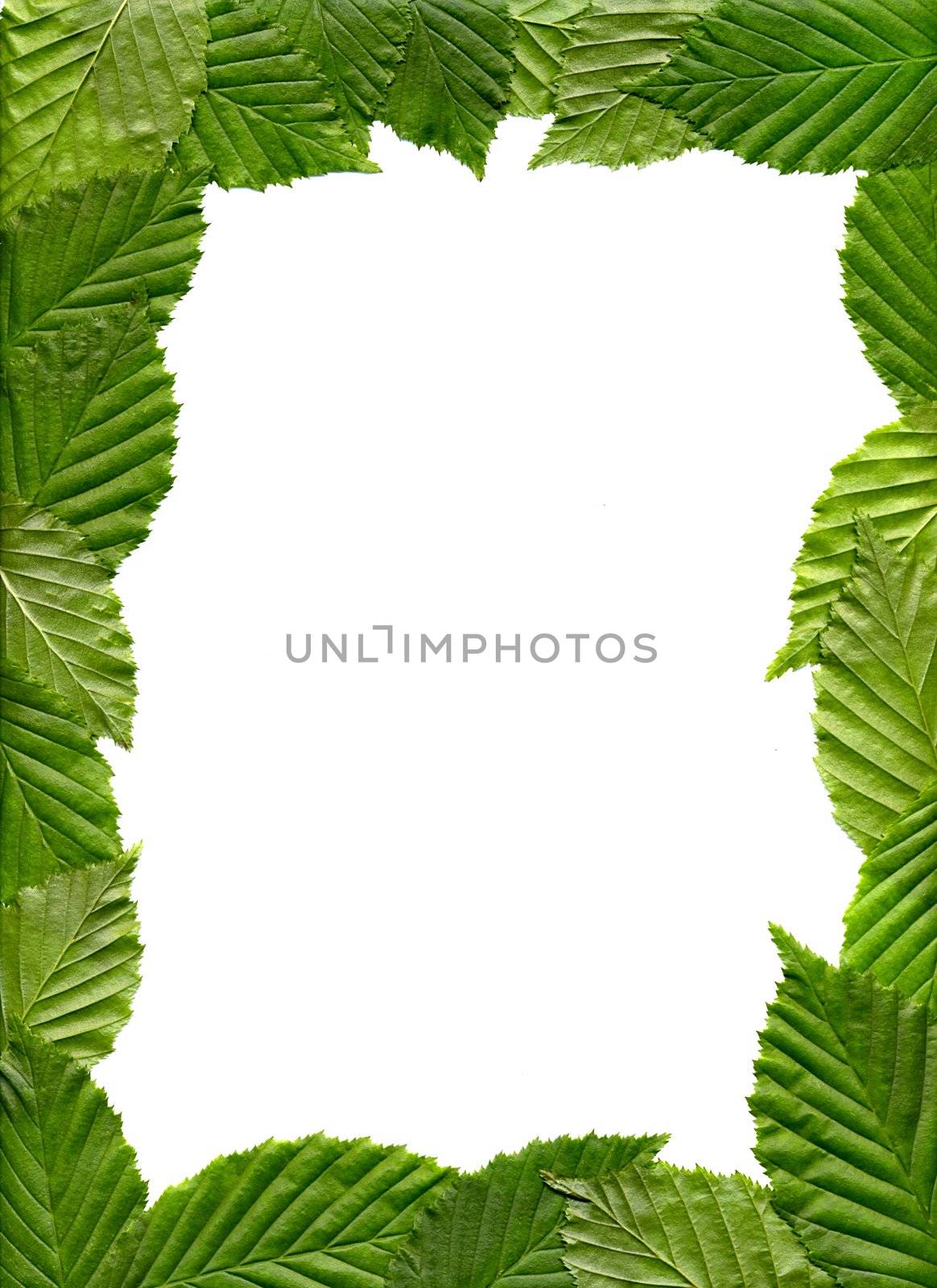 The frame of leaves