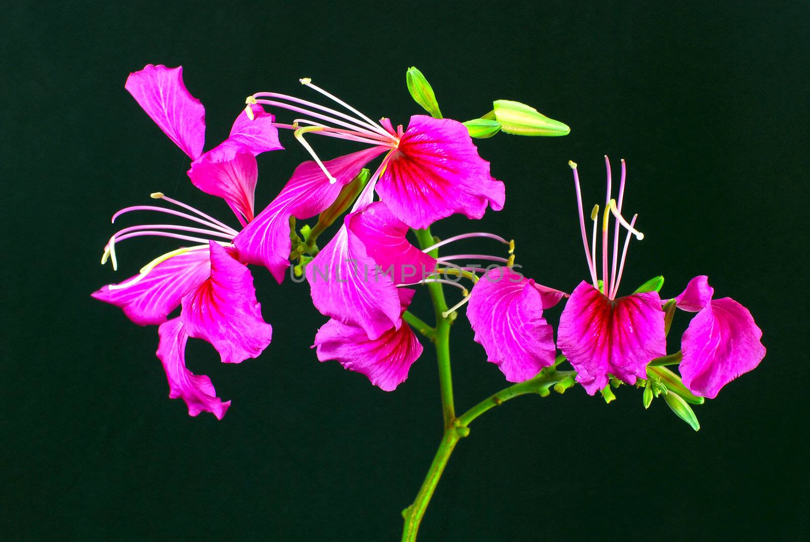 Beautiful pink BAUHINIA BLAKEANA flower isolated on black background