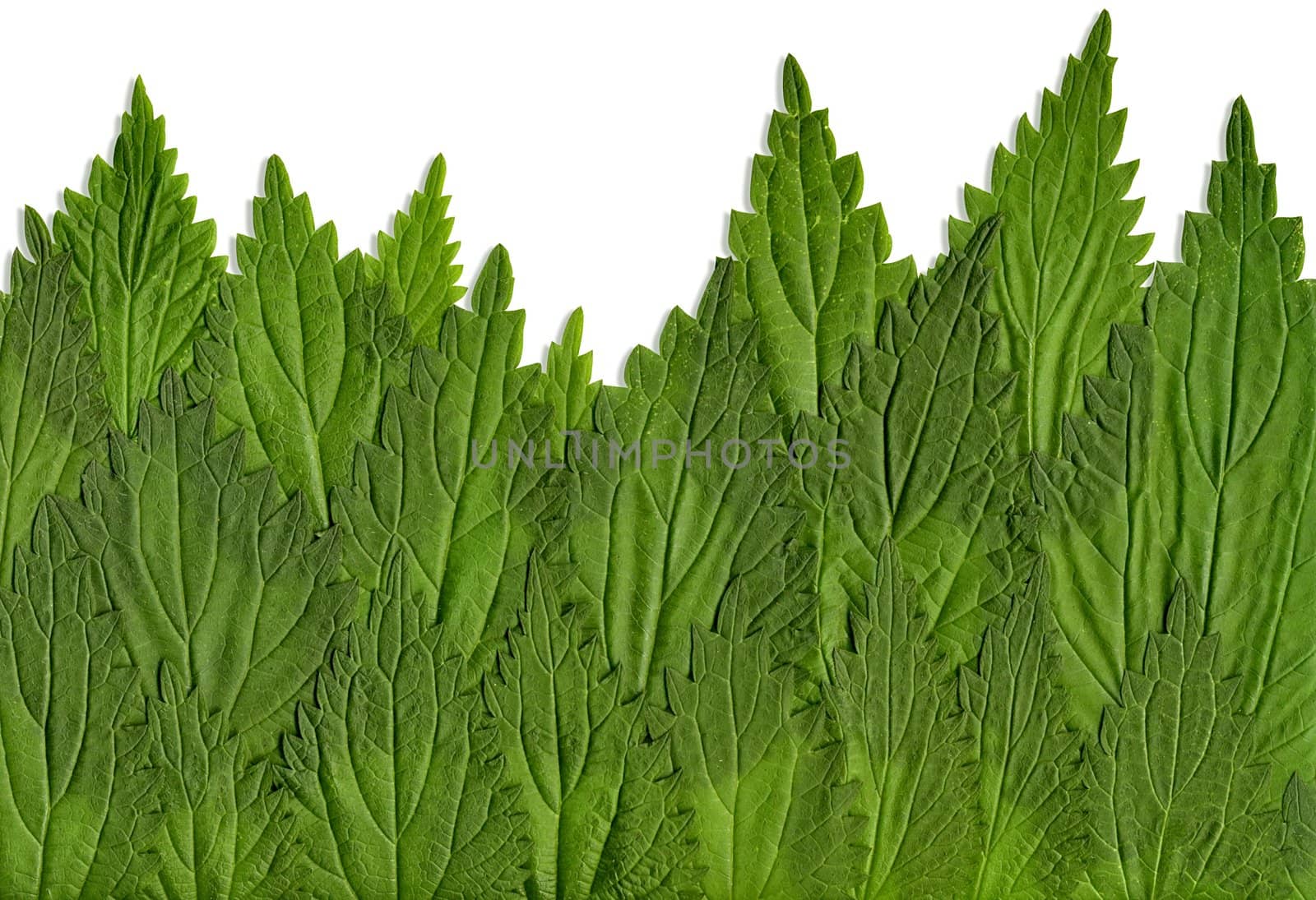 leaves Nettle