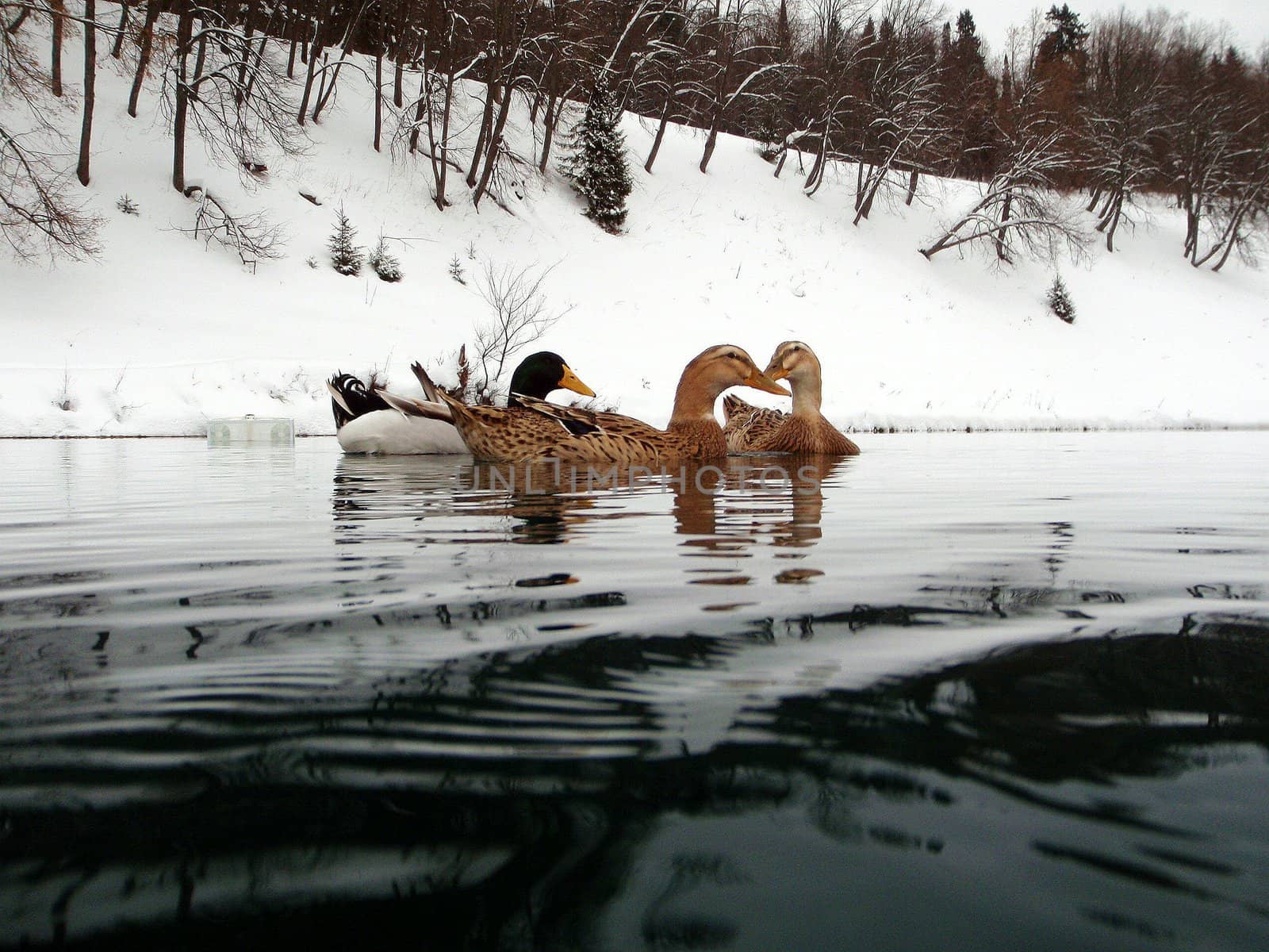 Ducks on lake 2 by georg777