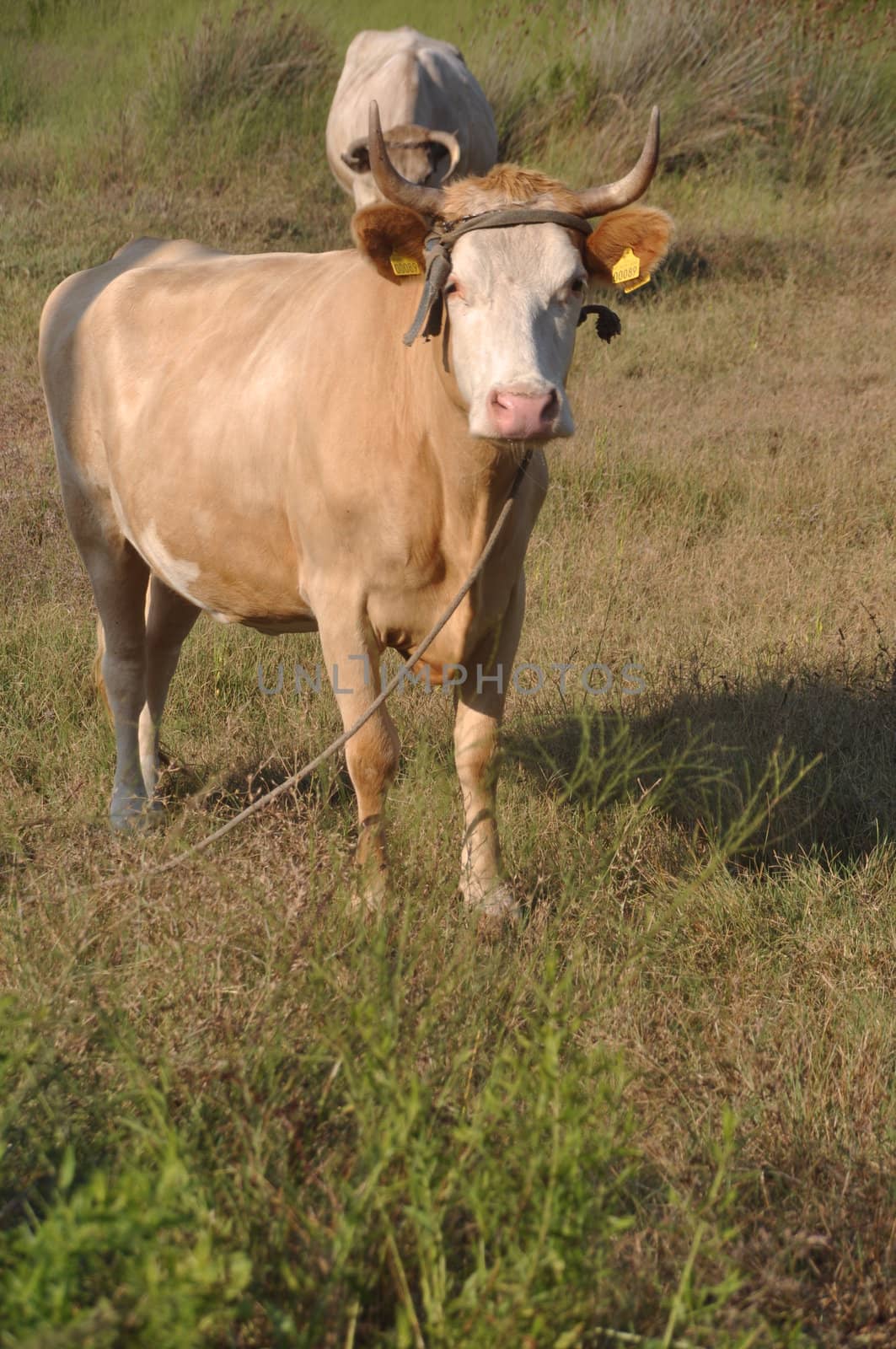 quiet brown cow in a field (looking at the camera)