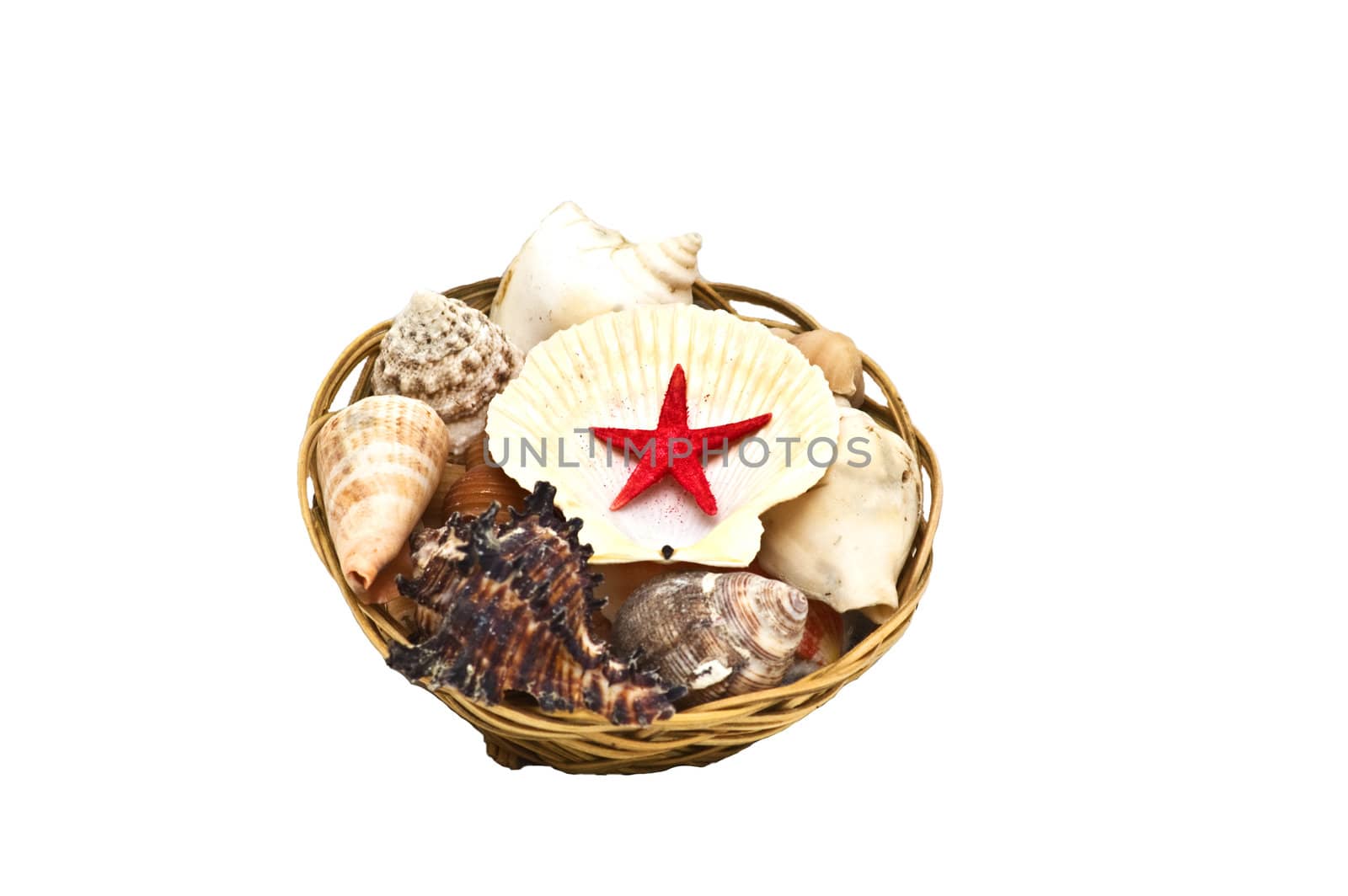 Different type sea shells