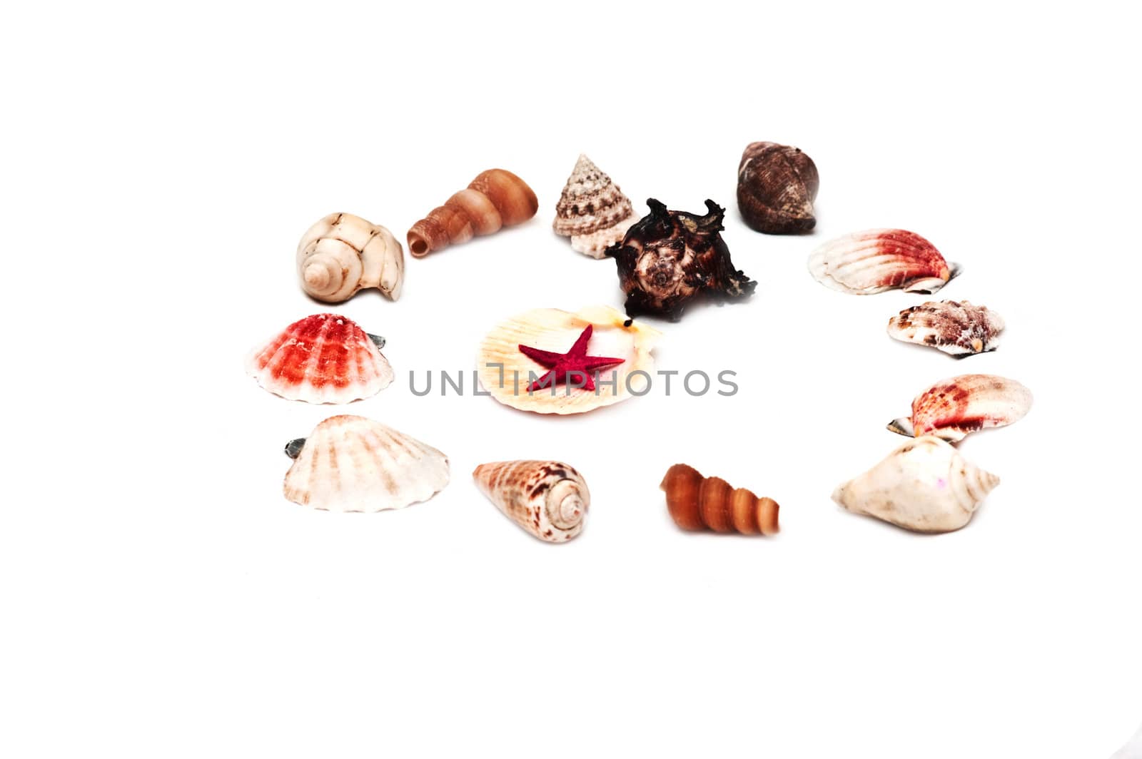 Different type sea shells