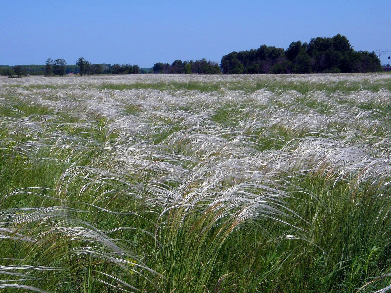 Feather grass, Bashkortostan, Russia