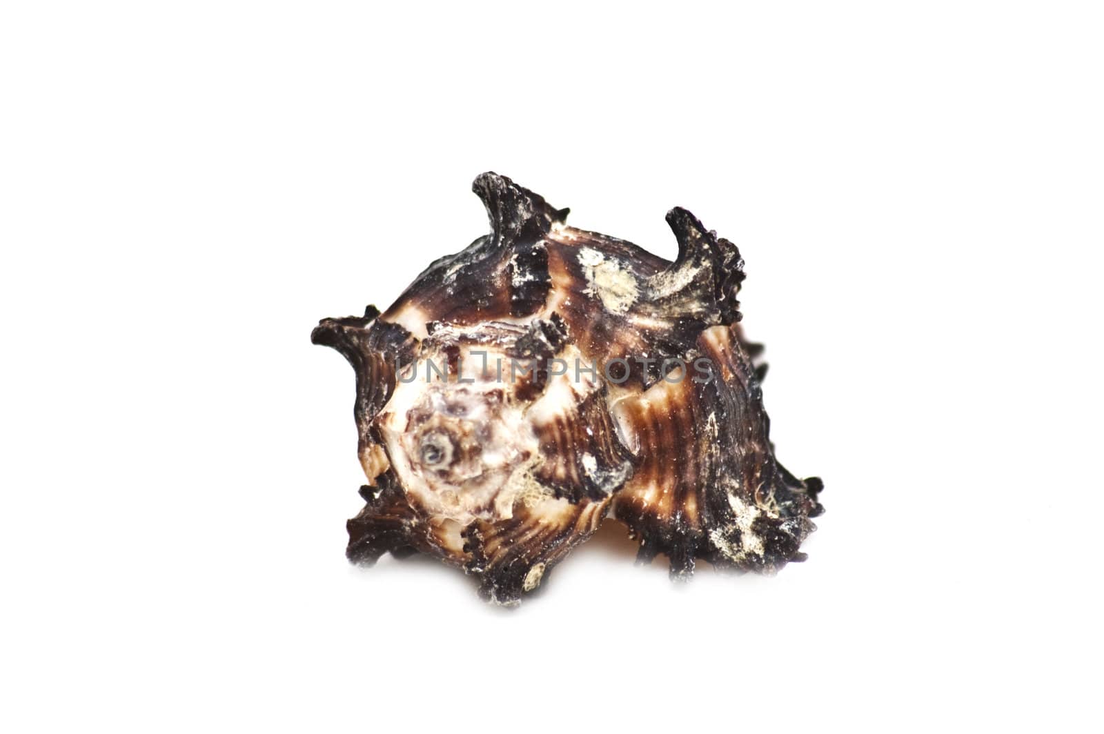 Sea shell