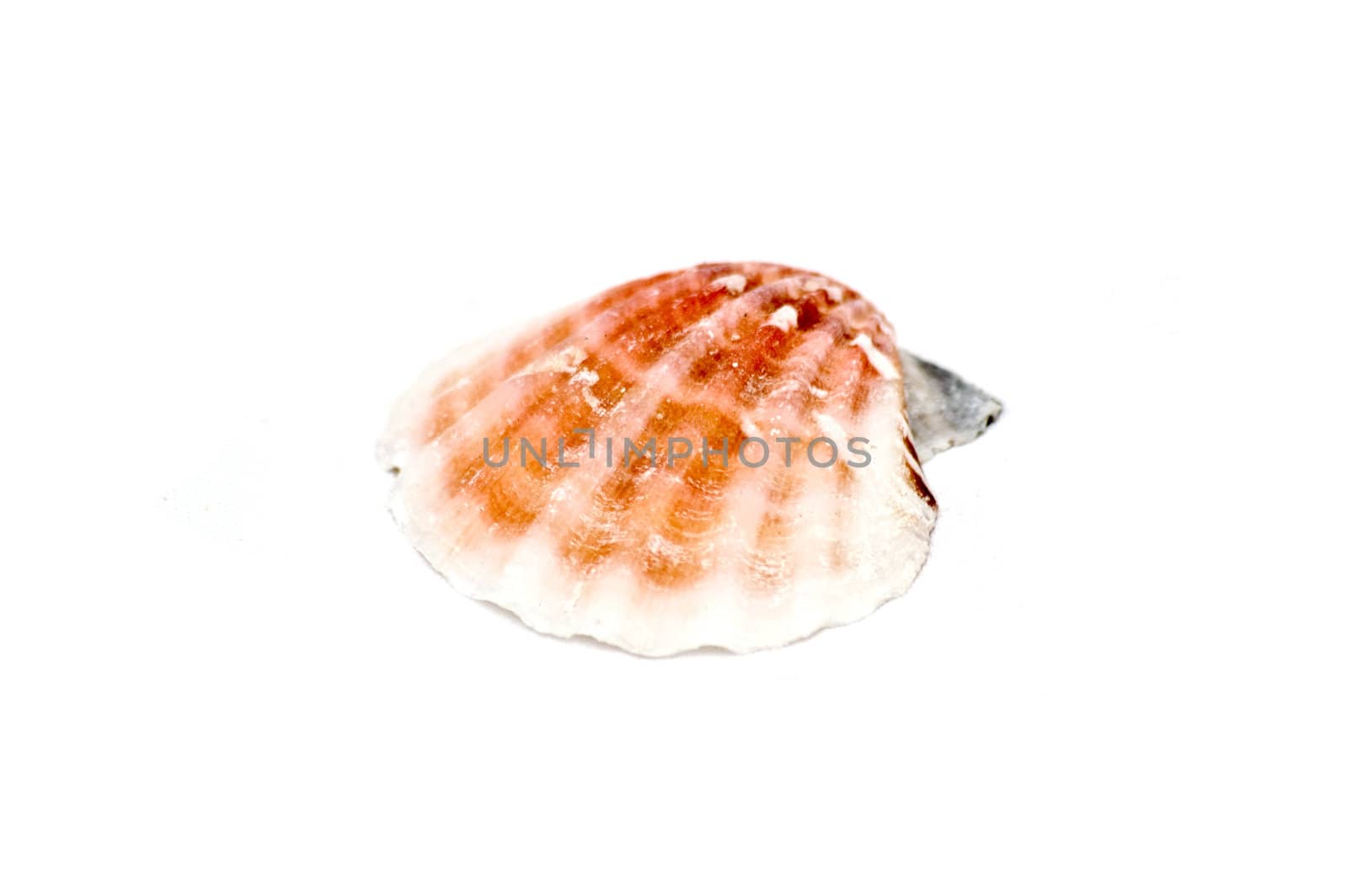 Sea shell