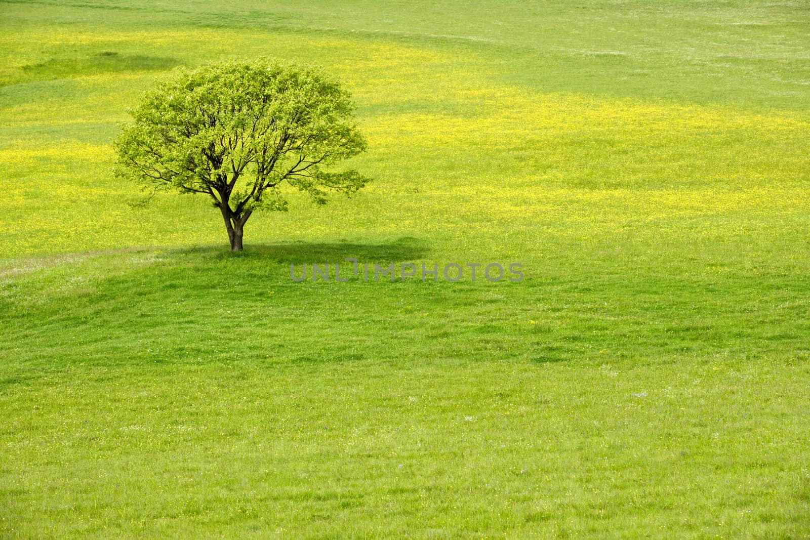 Lonely tree on a yellow spring blossom meadow.