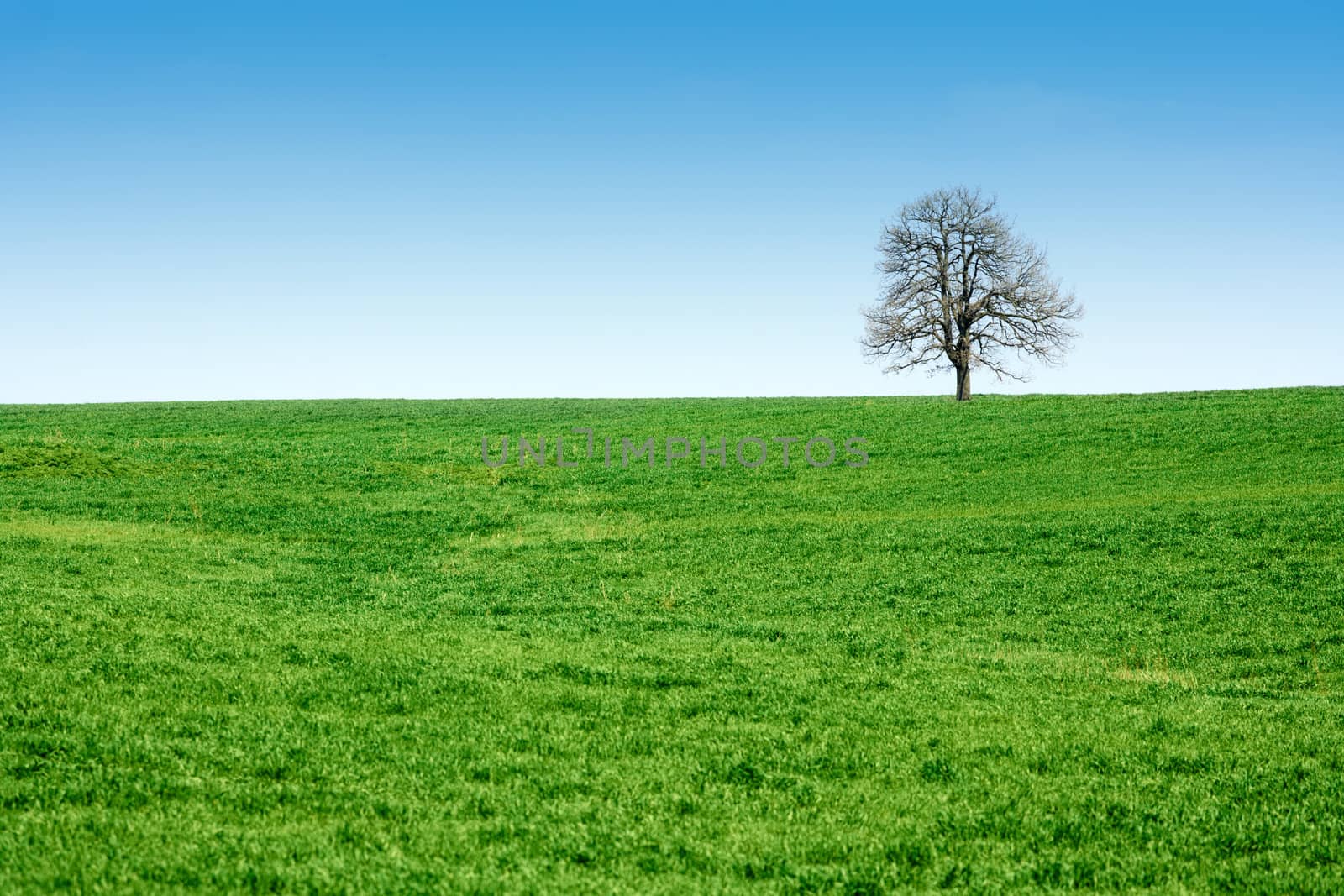 Spring scenery, a grean meadow and lonely tree