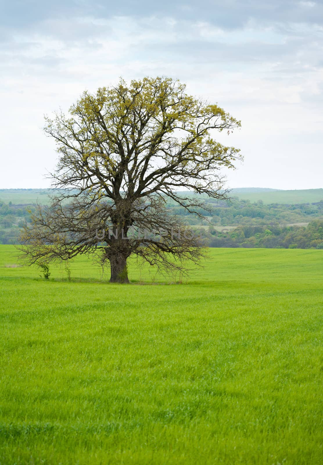 Old lonely oak tree in a green spring grass