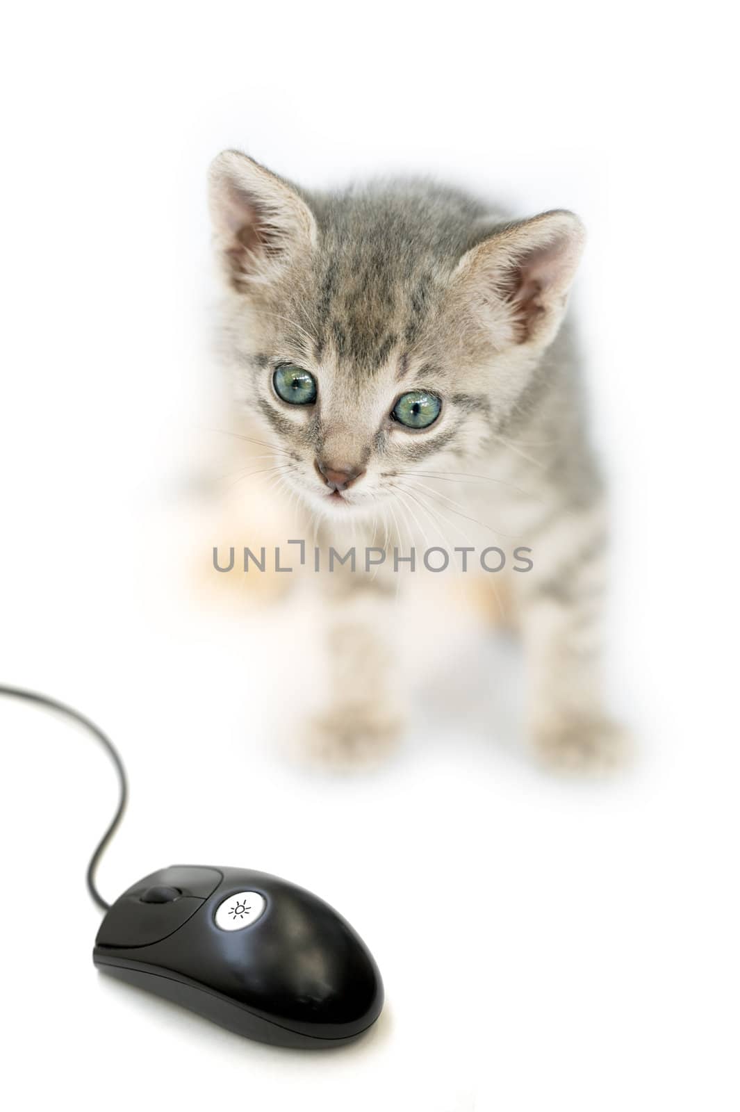 Curious cat and mouse by ecobo