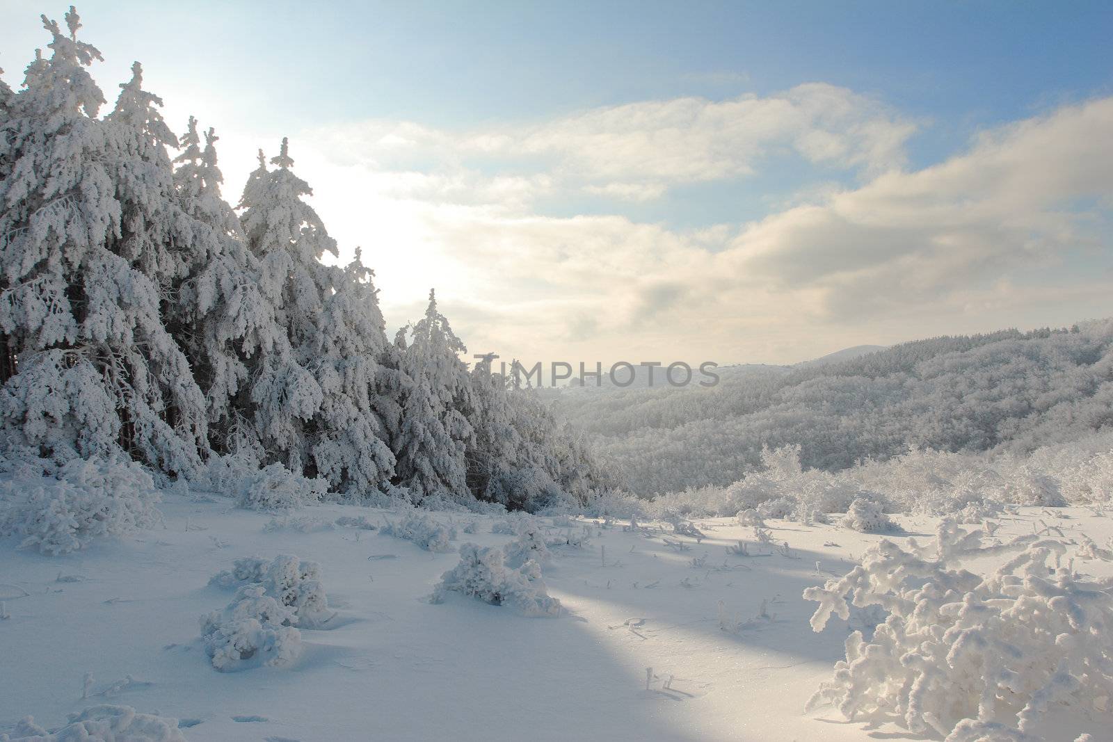 Winter mountain landscape with Christmas frosen pine-trees