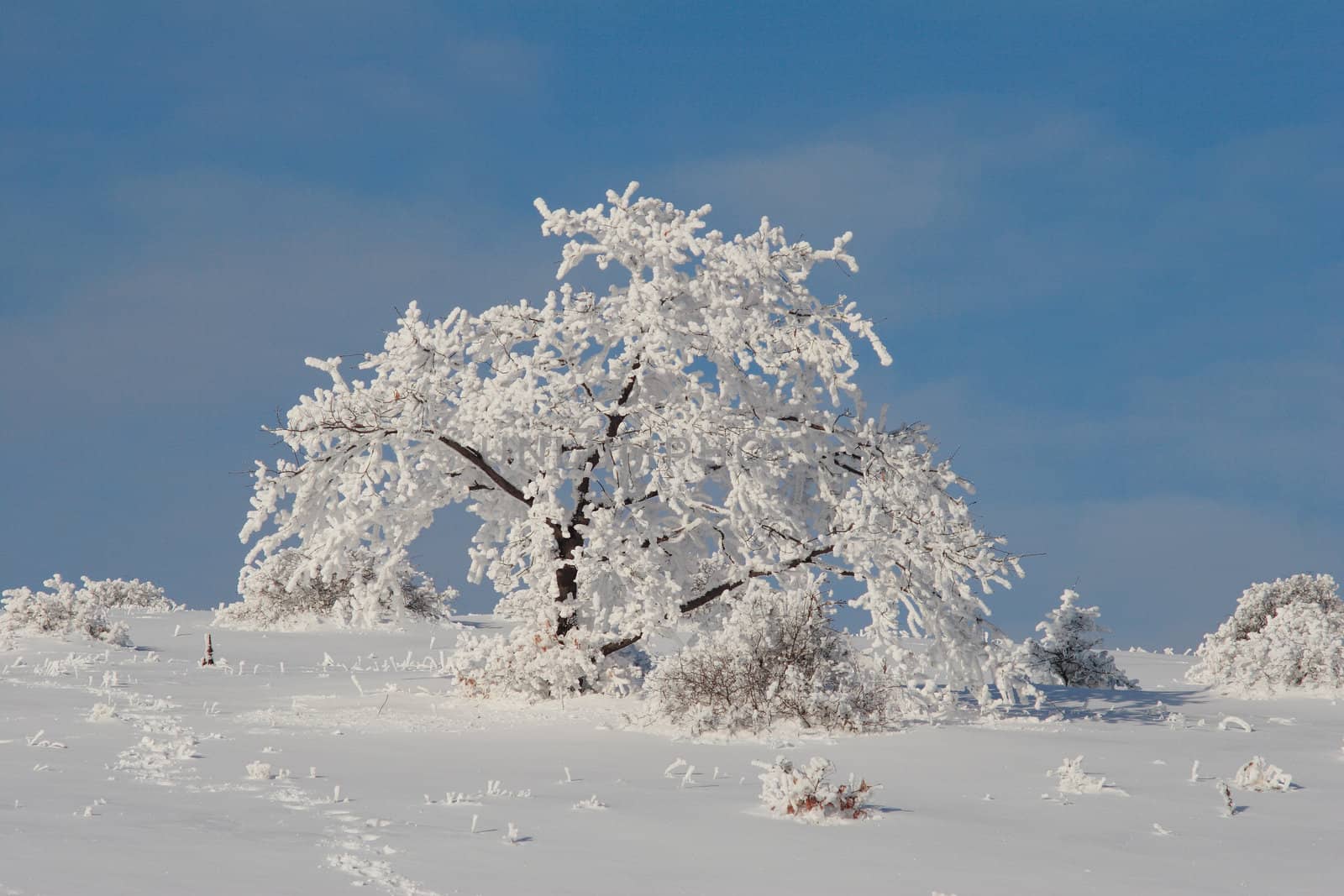 Frosen christmas tree by ecobo