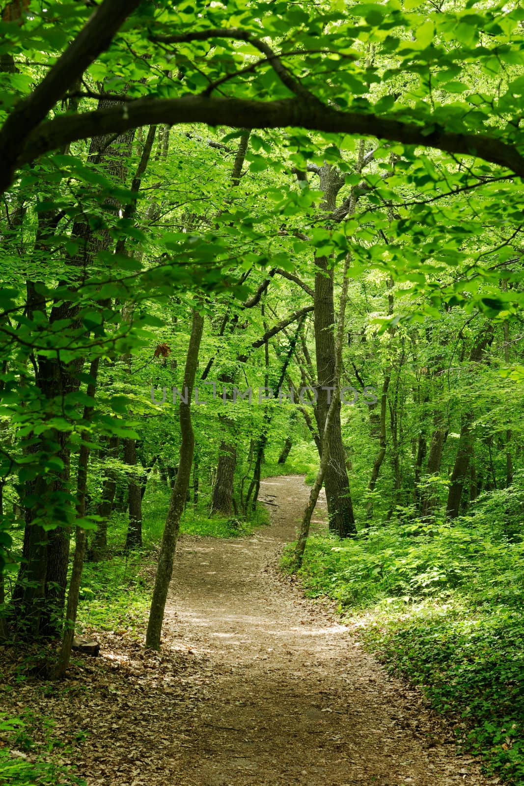 Trail in a green oak forest by ecobo