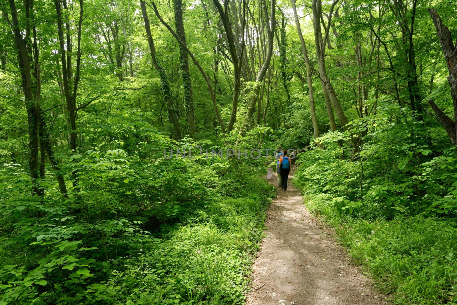 Family walk in a spring green european forest