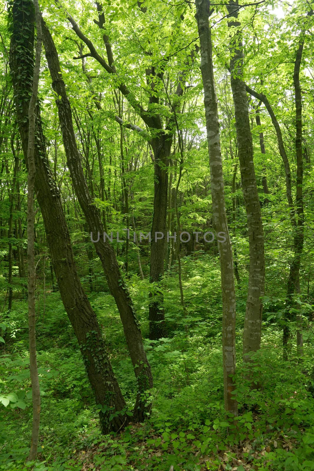Trees in a green spring oak forest in Bulgaria, Europe