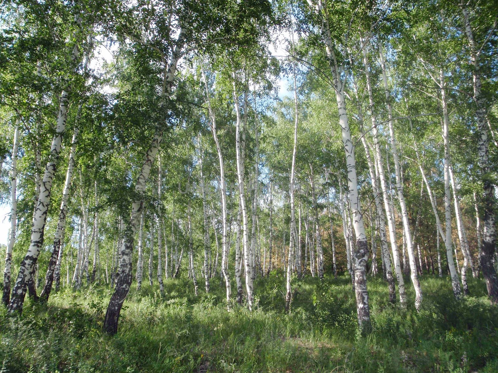 Birch wood 4 by georg777